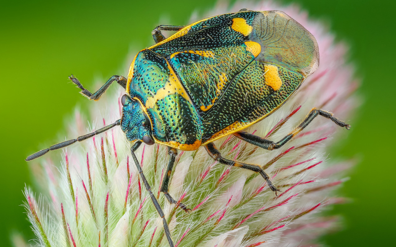 Stink Bugs Wallpapers