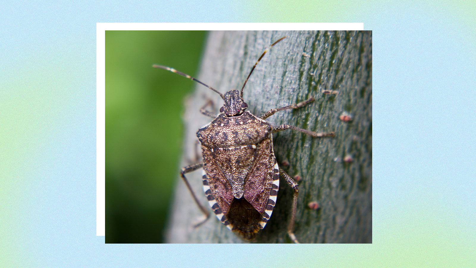 Stink Bugs Wallpapers