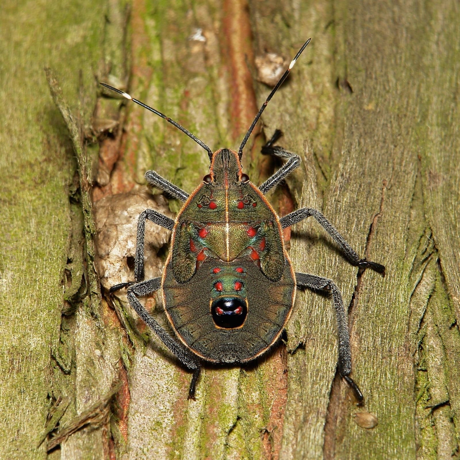 Stink Bugs Wallpapers