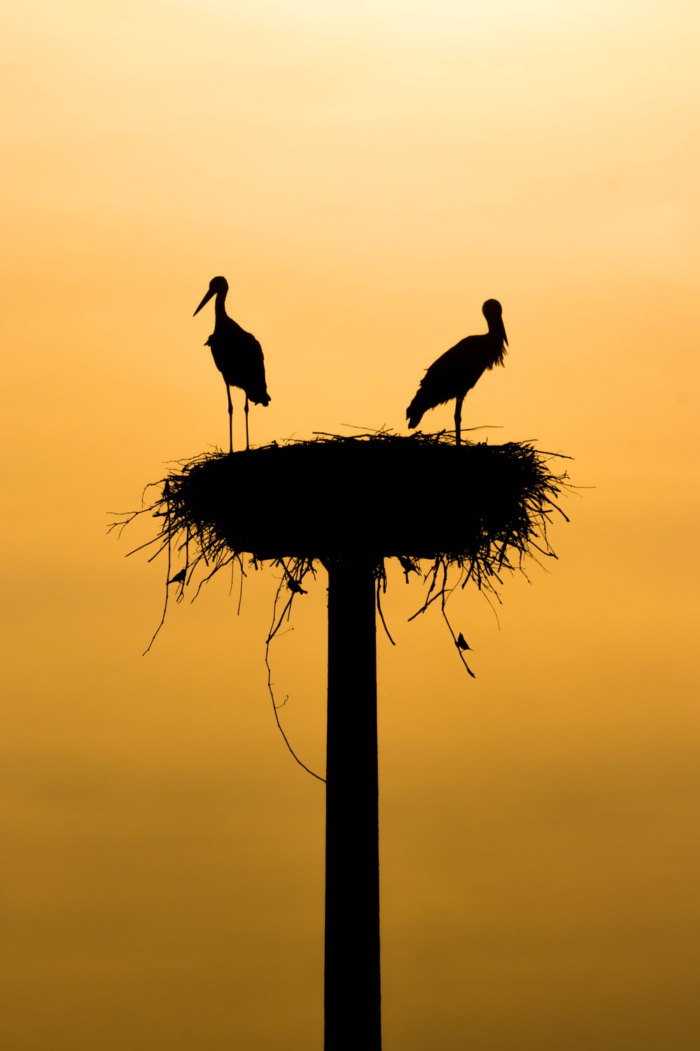 Stork Wallpapers