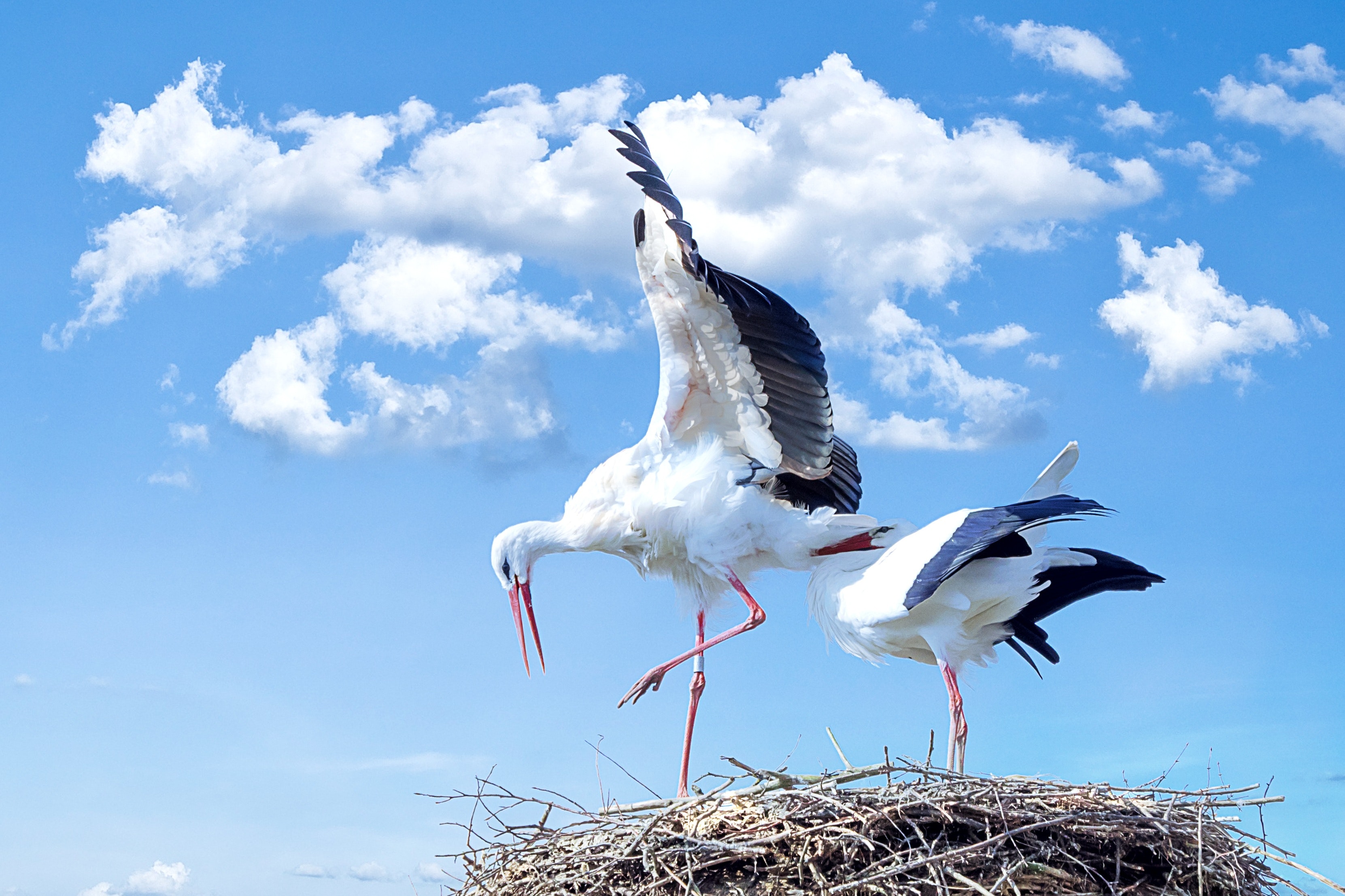 Stork Wallpapers