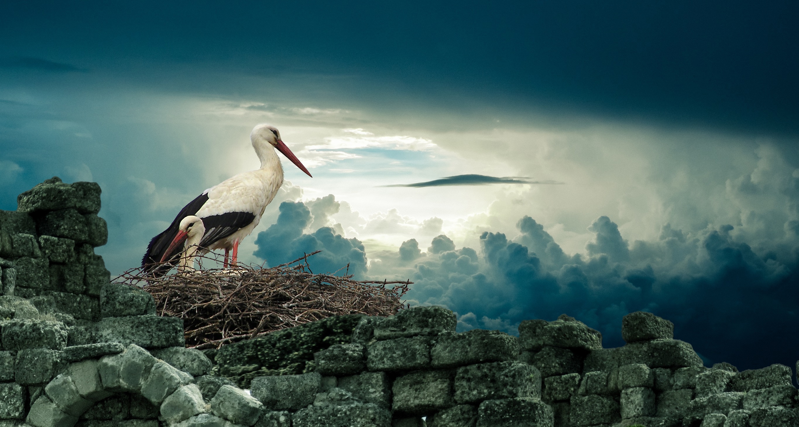 Stork Wallpapers