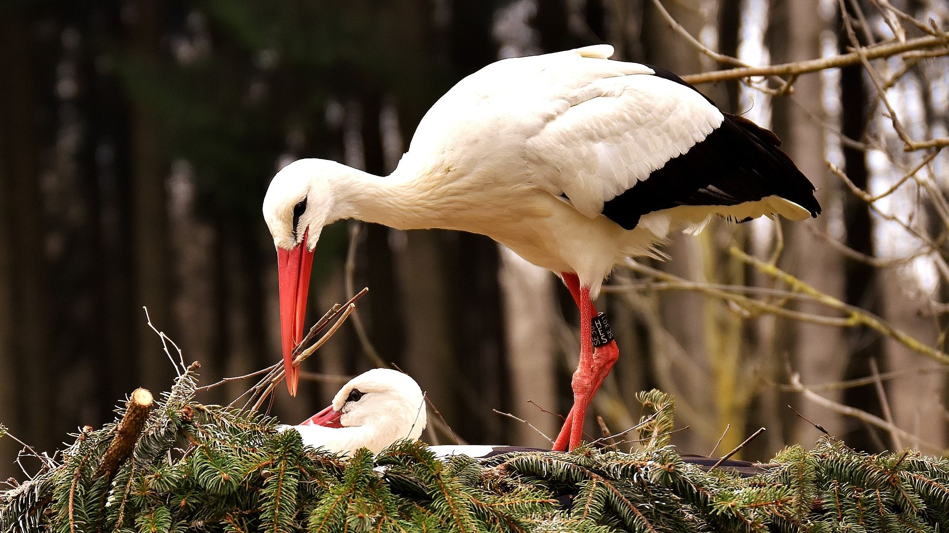 Stork Wallpapers