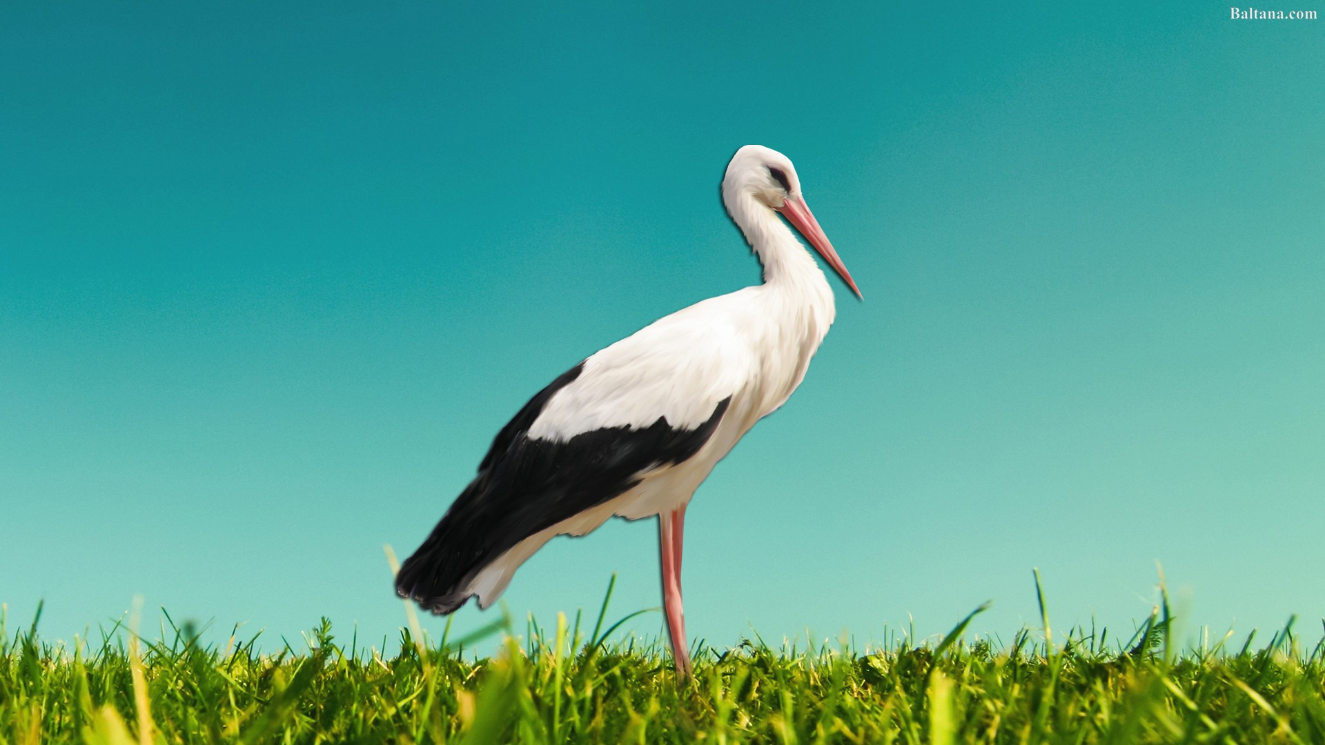 Stork Wallpapers