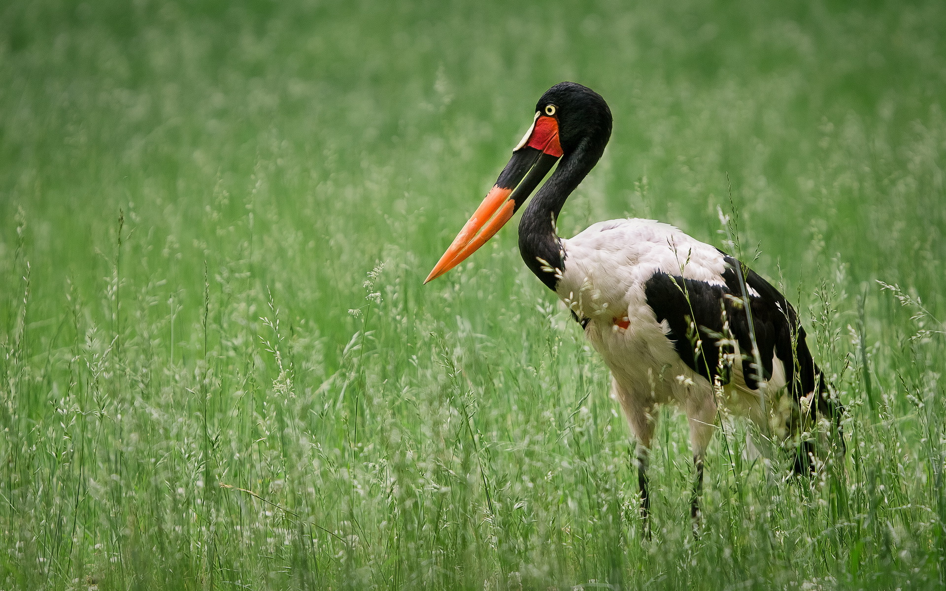 Stork Wallpapers