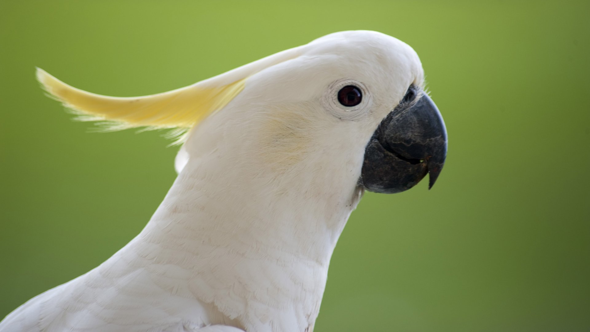 Sulphur-Crested Cockatoo Wallpapers