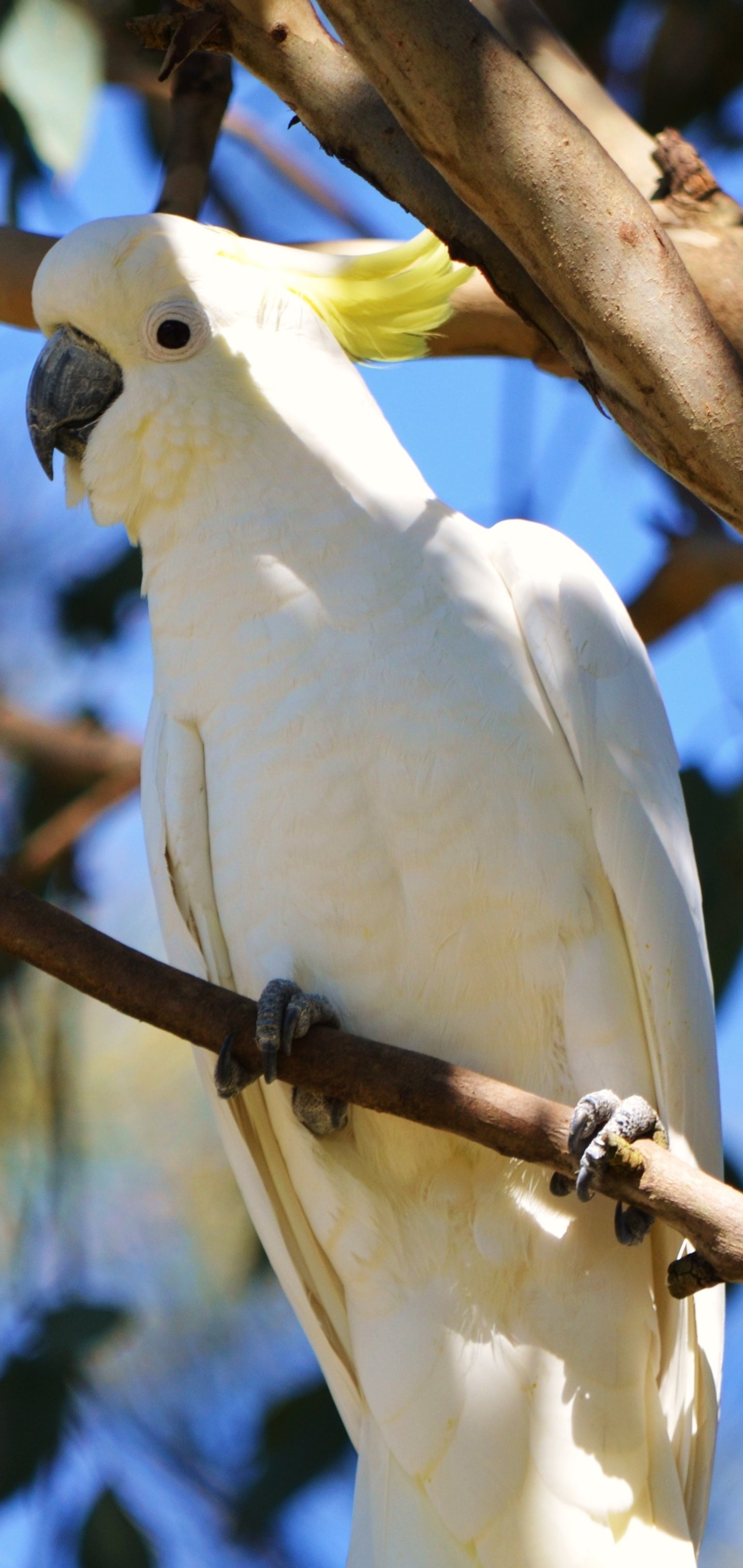 Sulphur-Crested Cockatoo Wallpapers