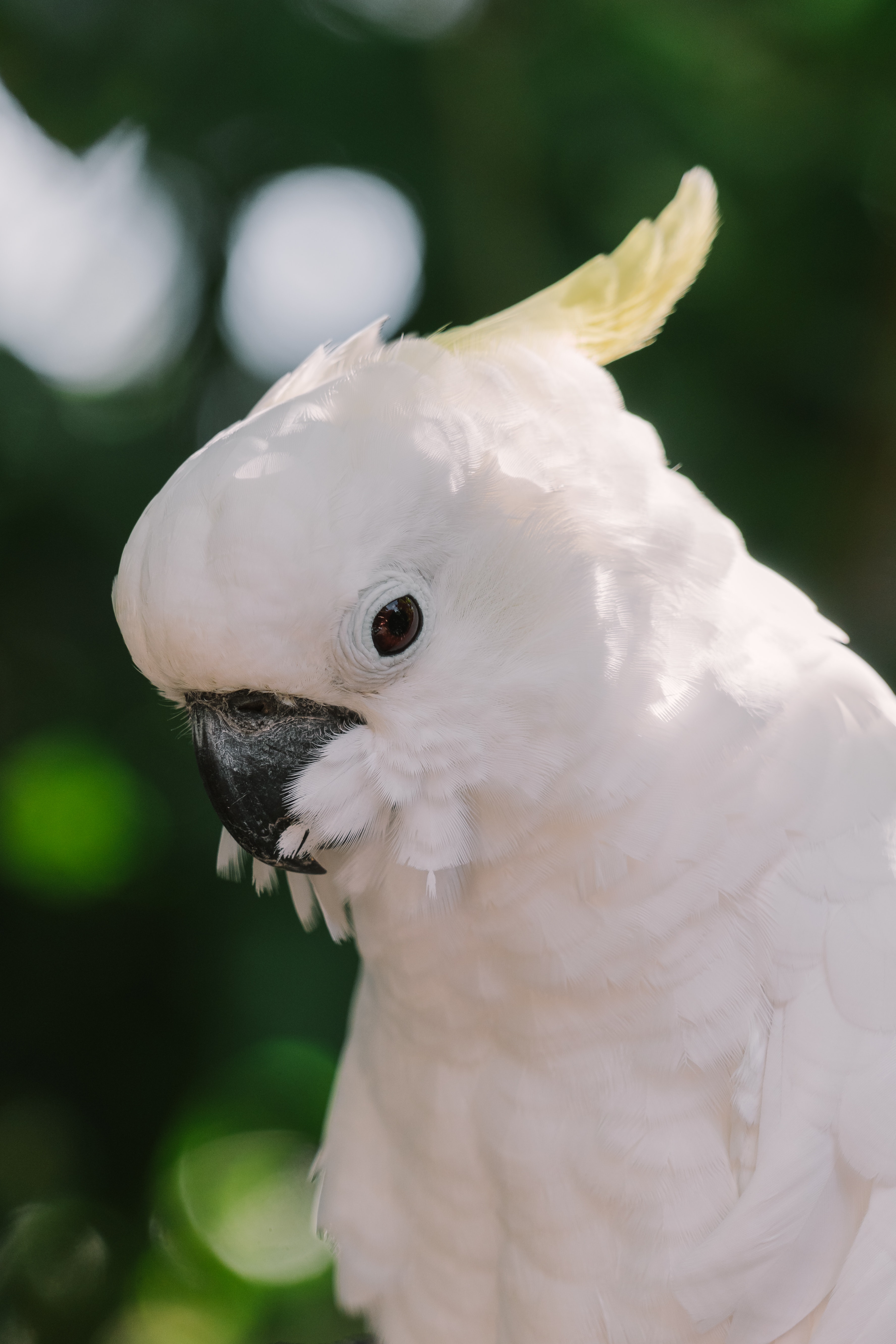 Sulphur-Crested Cockatoo Wallpapers