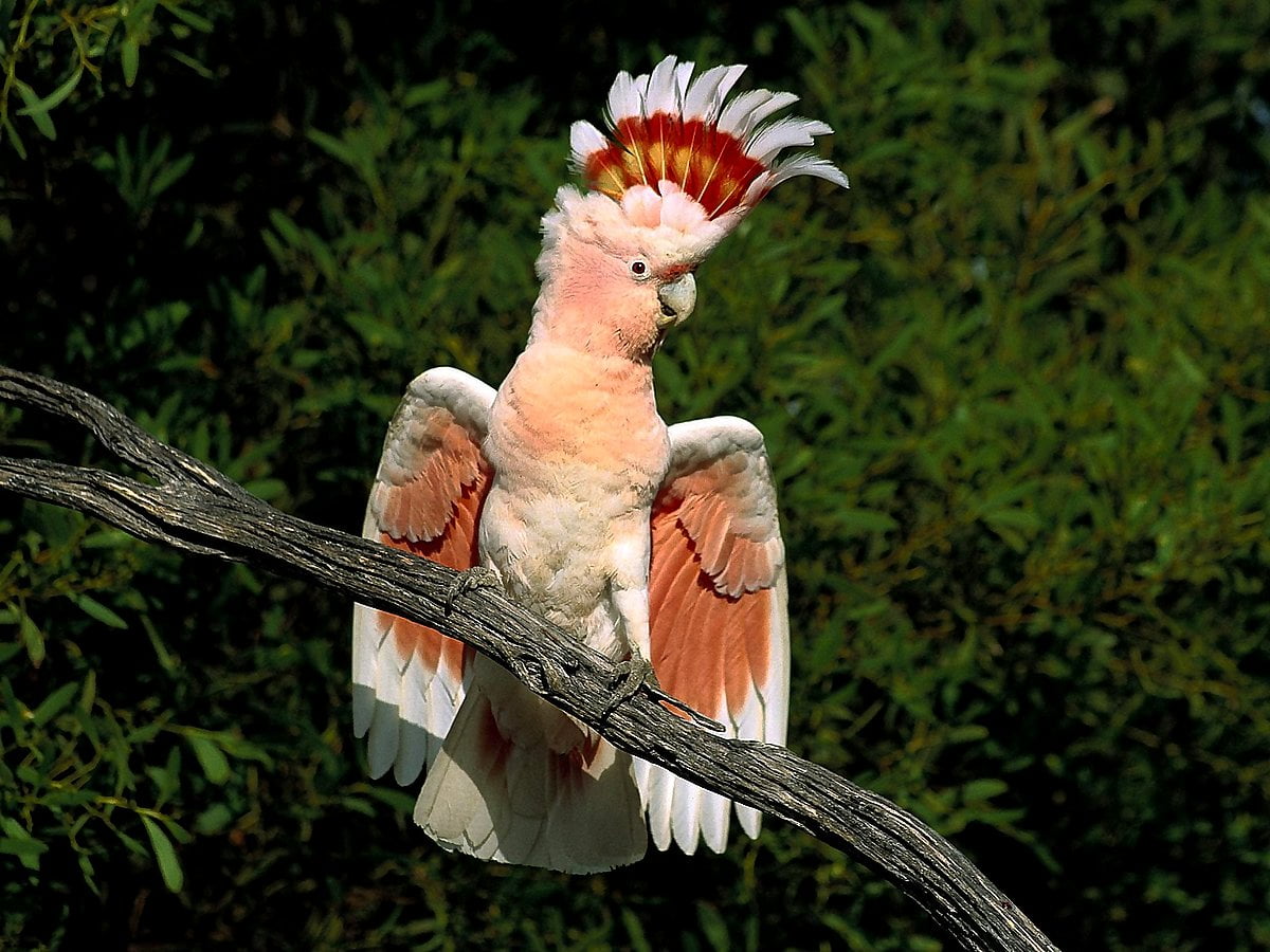 Sulphur-Crested Cockatoo Wallpapers