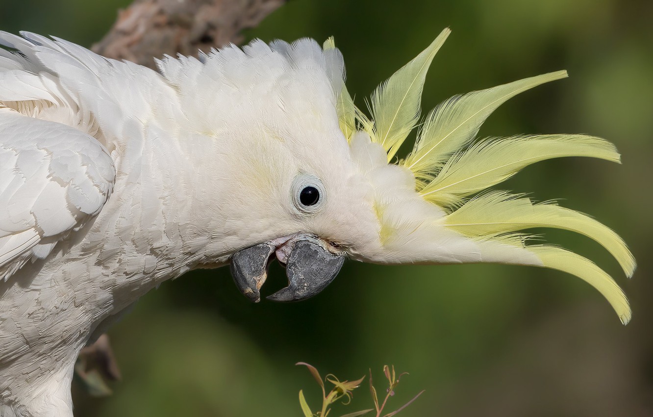 Sulphur-Crested Cockatoo Wallpapers