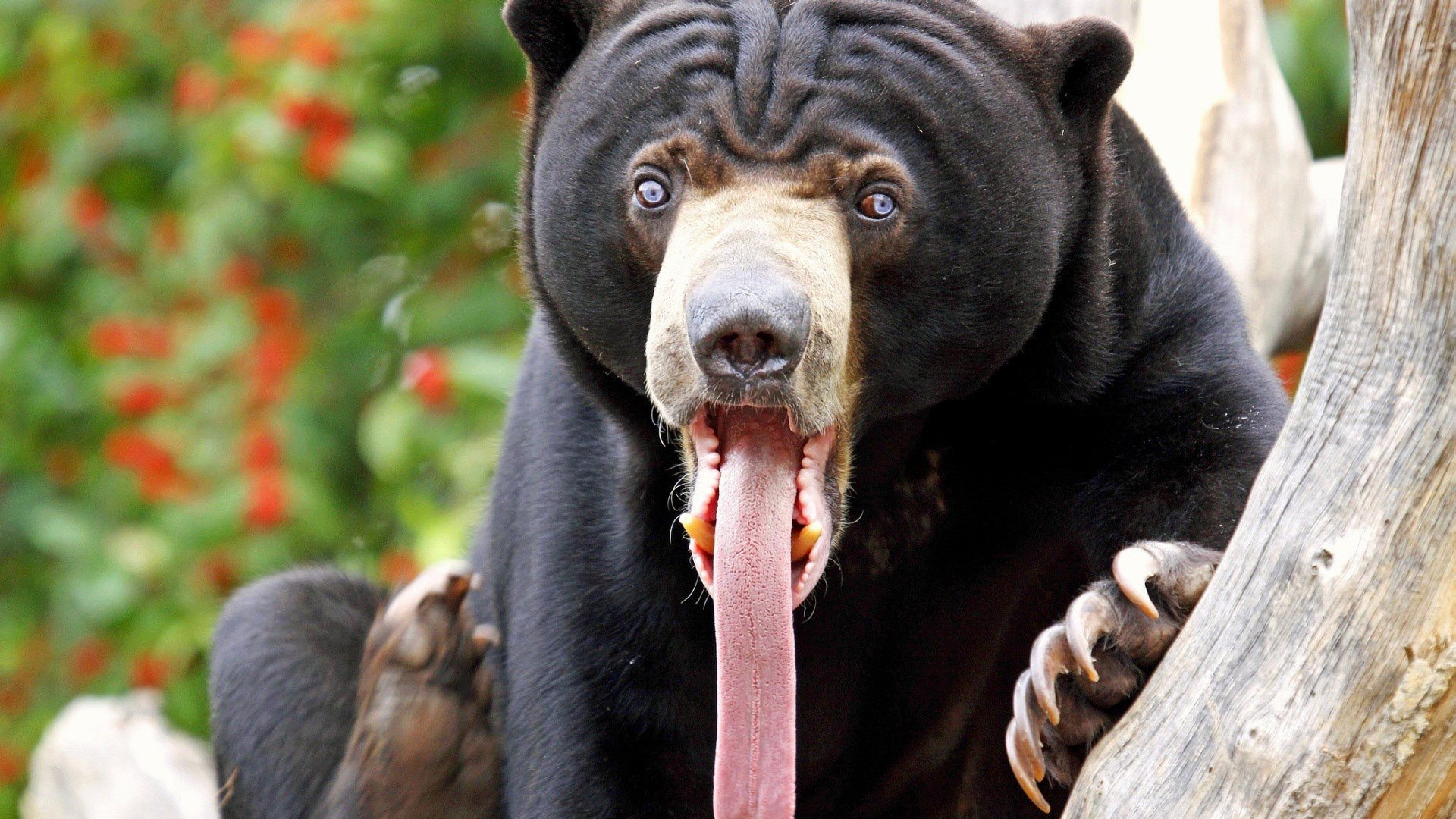 Sun Bear Wallpapers