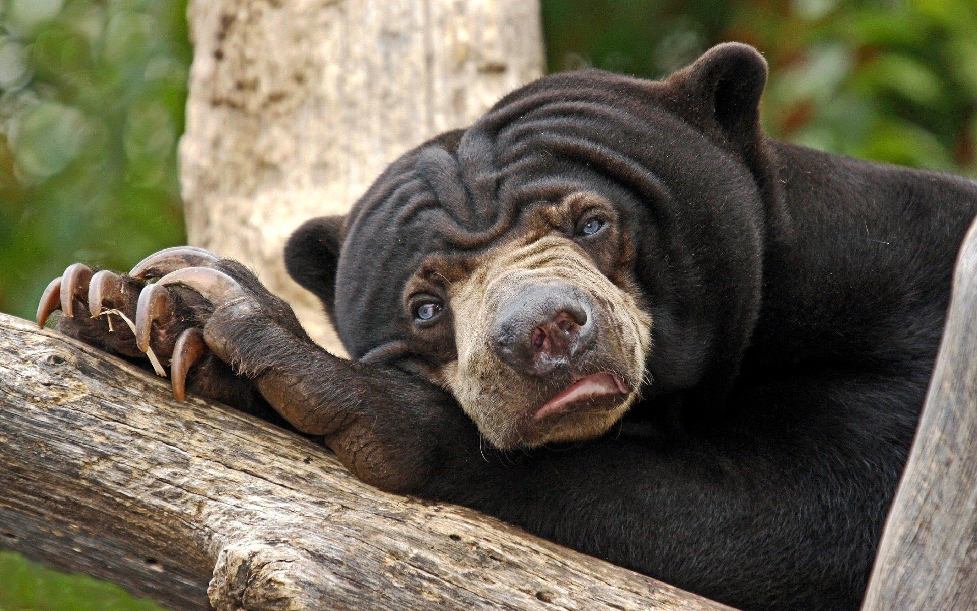 Sun Bear Wallpapers