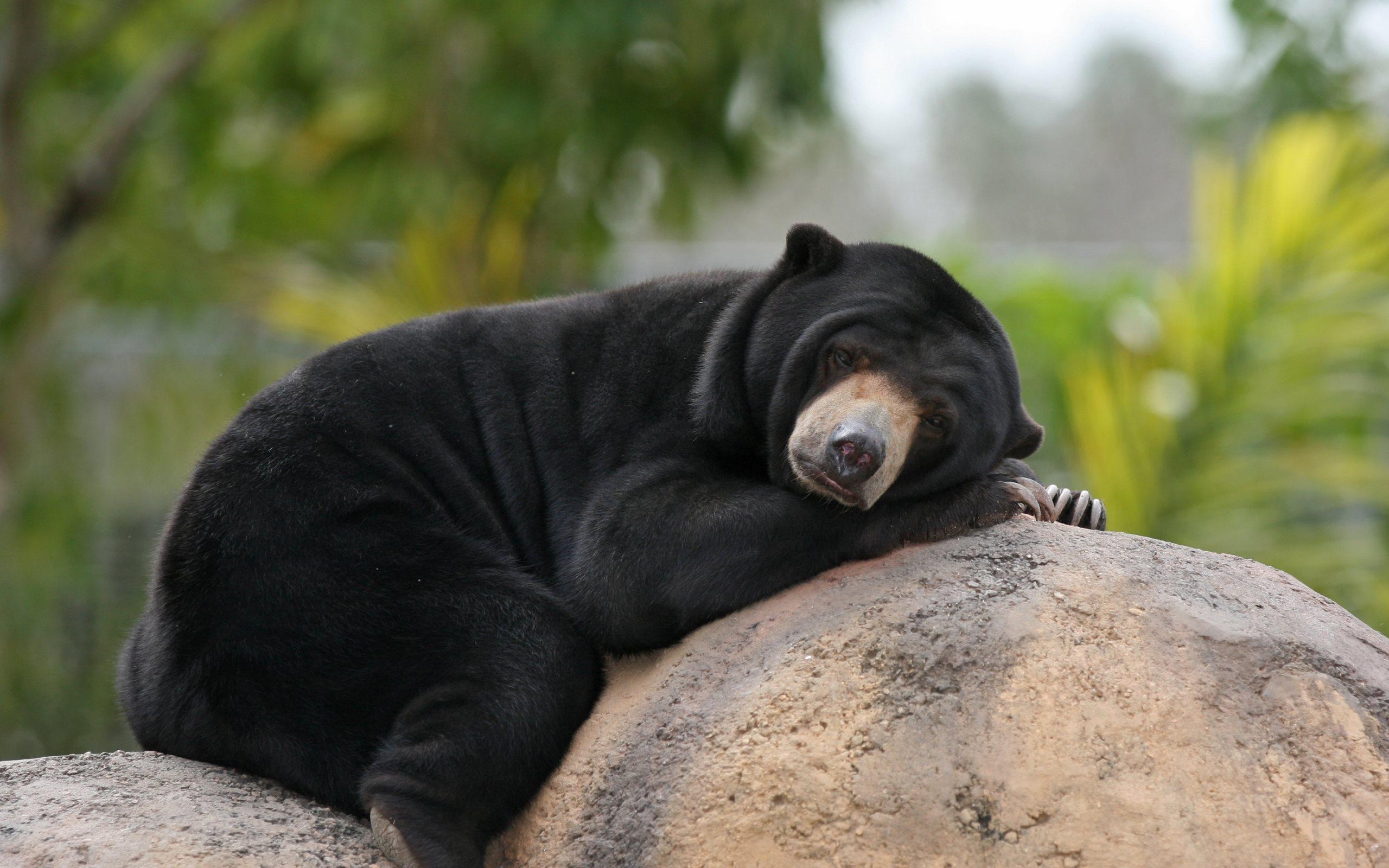 Sun Bear Wallpapers