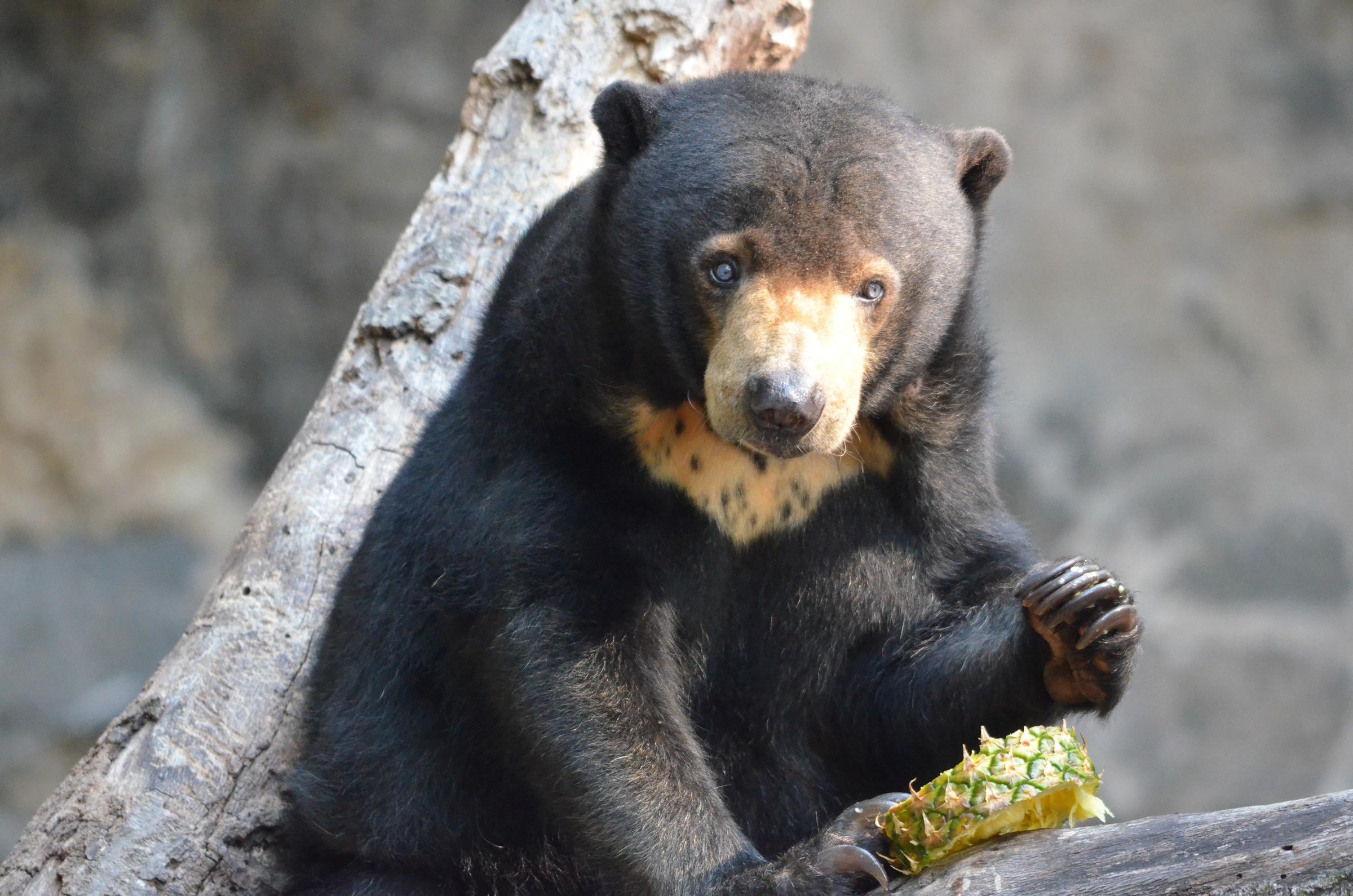 Sun Bear Wallpapers