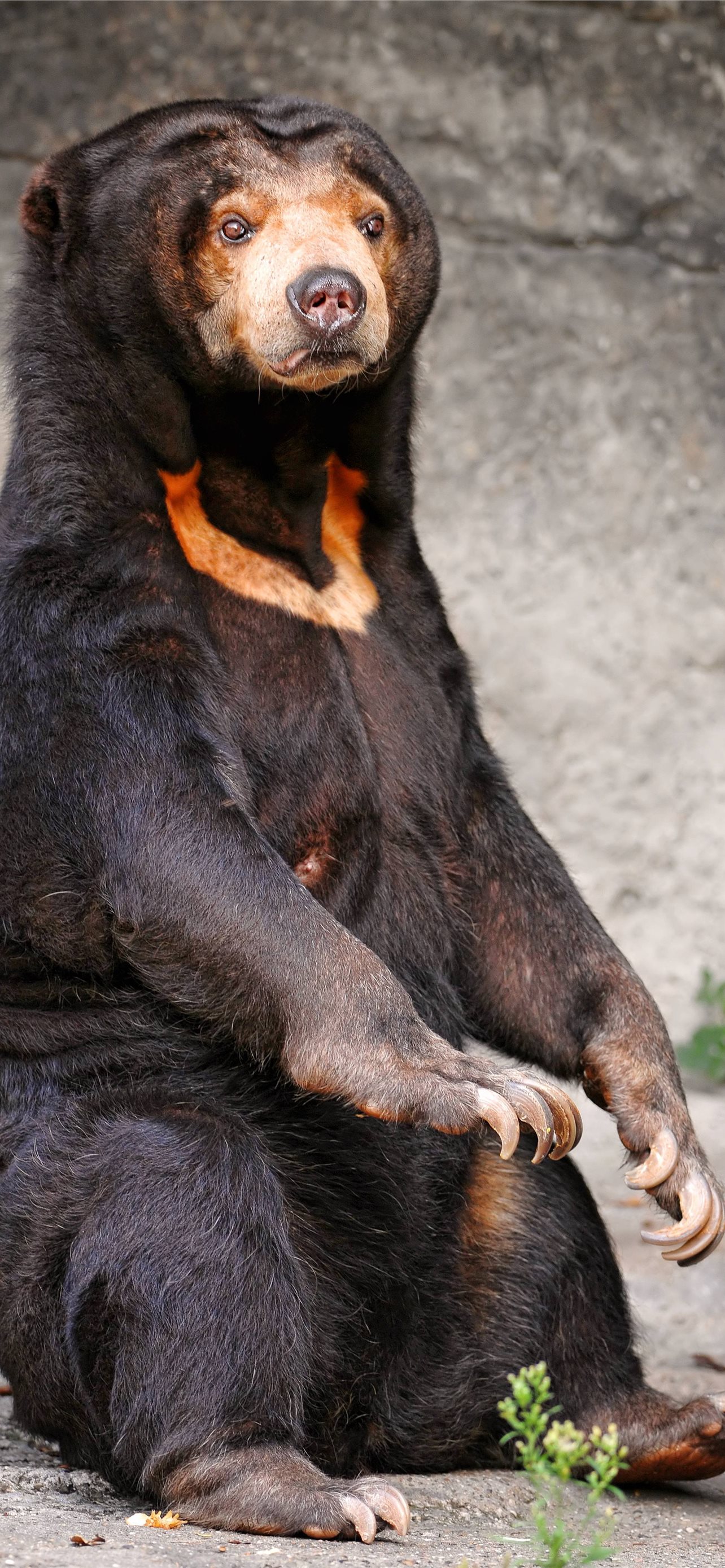 Sun Bear Wallpapers