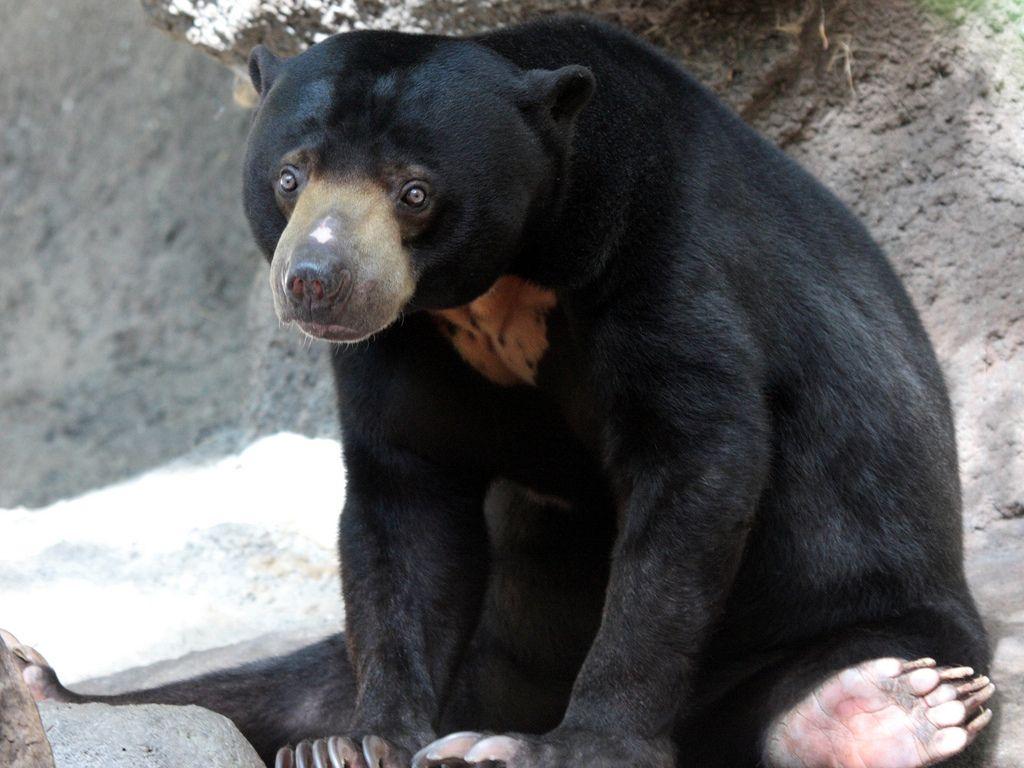 Sun Bear Wallpapers