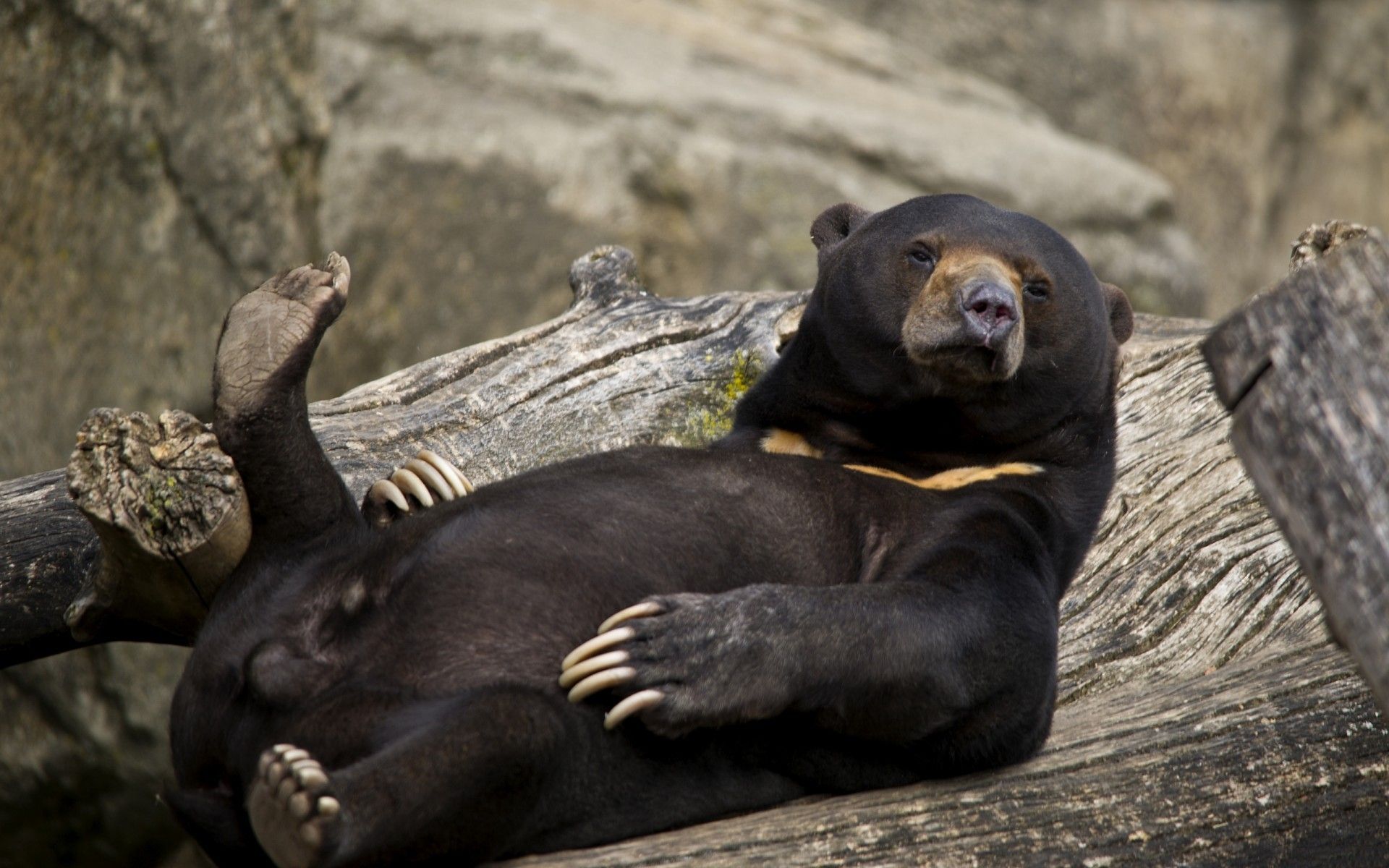 Sun Bear Wallpapers