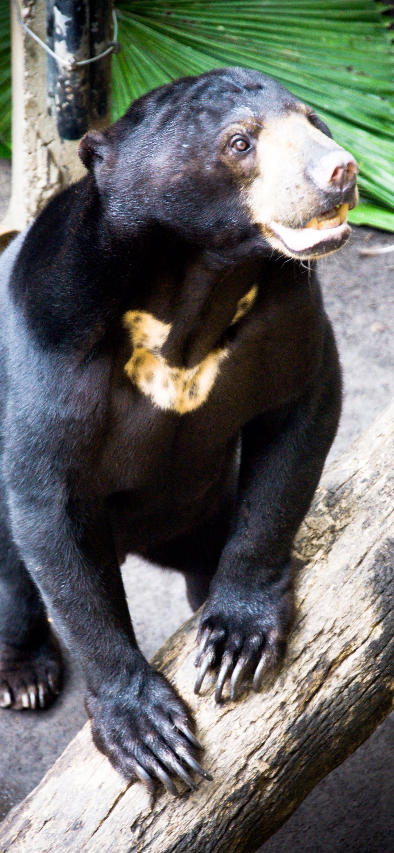 Sun Bear Wallpapers