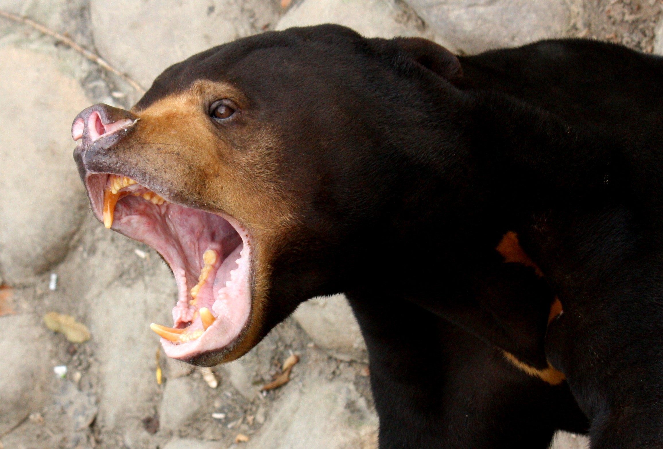 Sun Bear Wallpapers