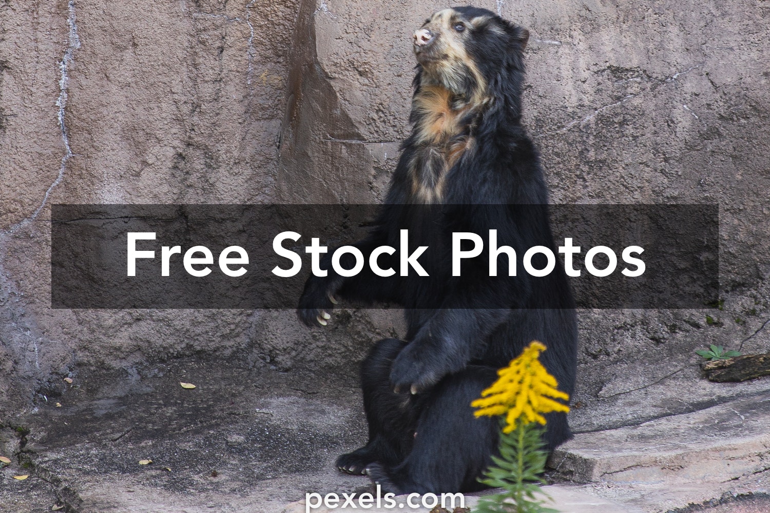 Sun Bear Wallpapers