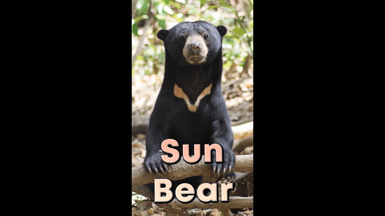 Sun Bear Wallpapers