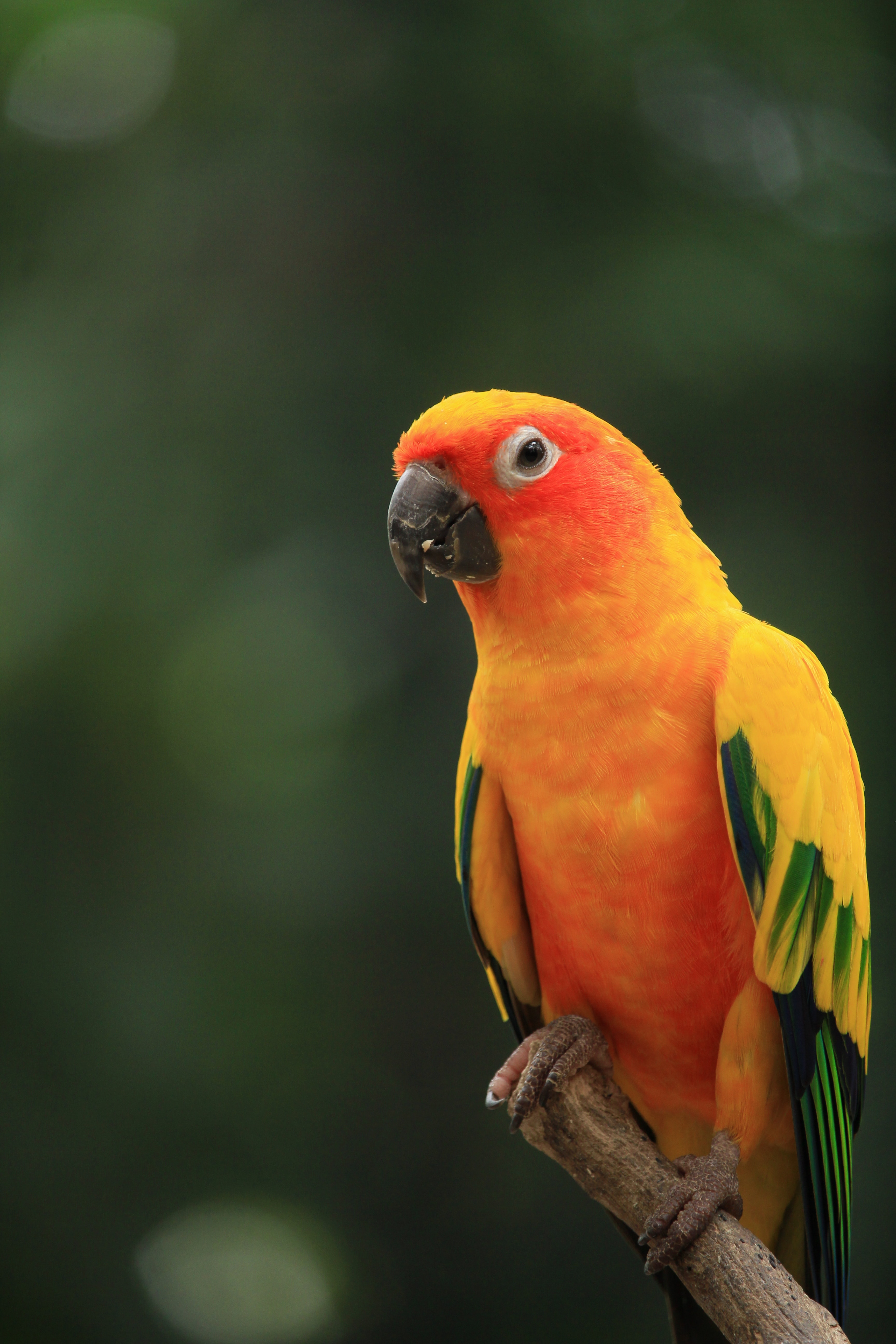 Sun Parakeet Wallpapers