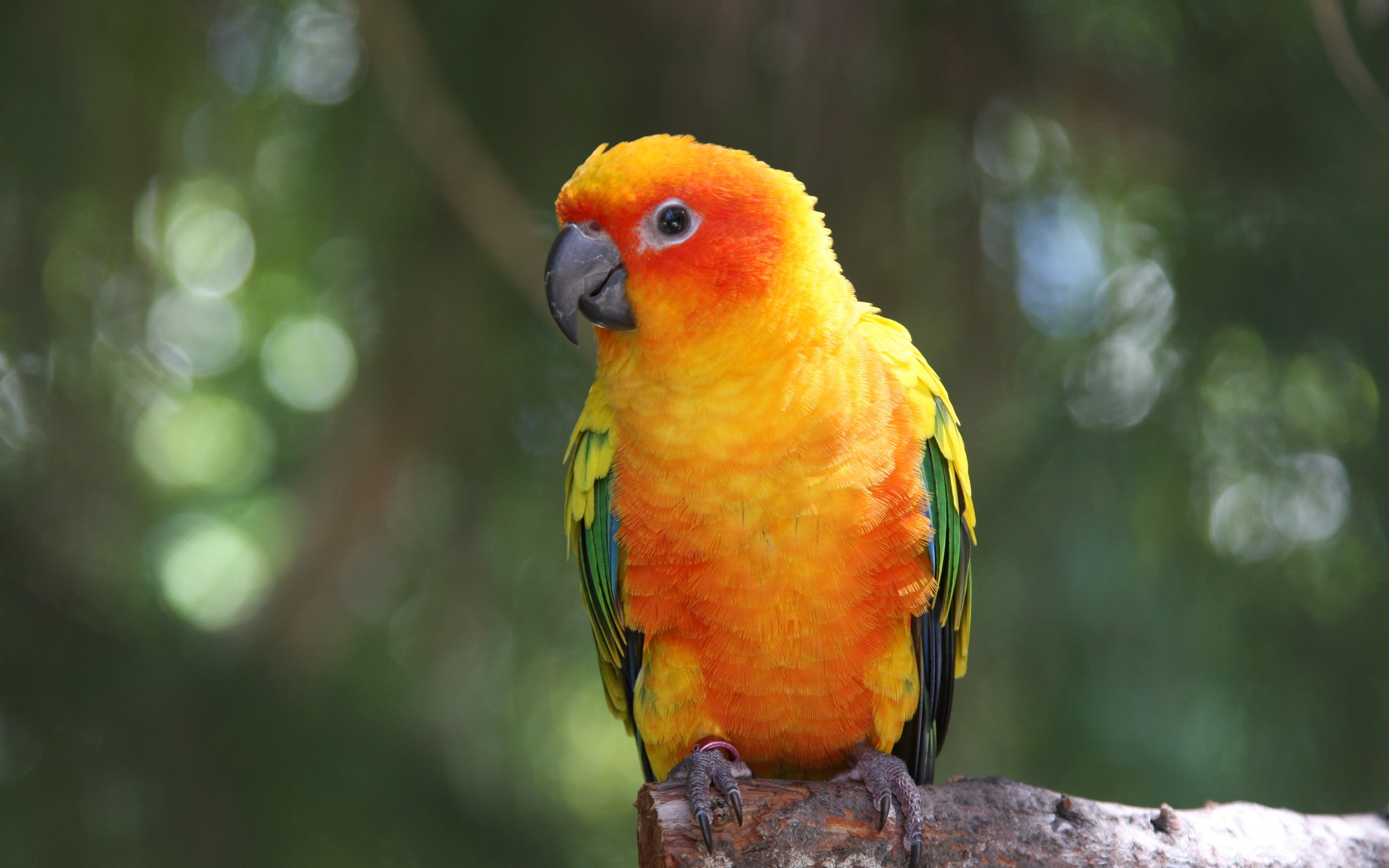 Sun Parakeet Wallpapers