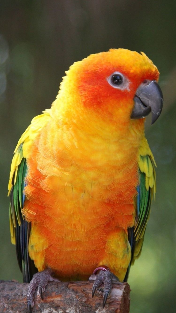 Sun Parakeet Wallpapers