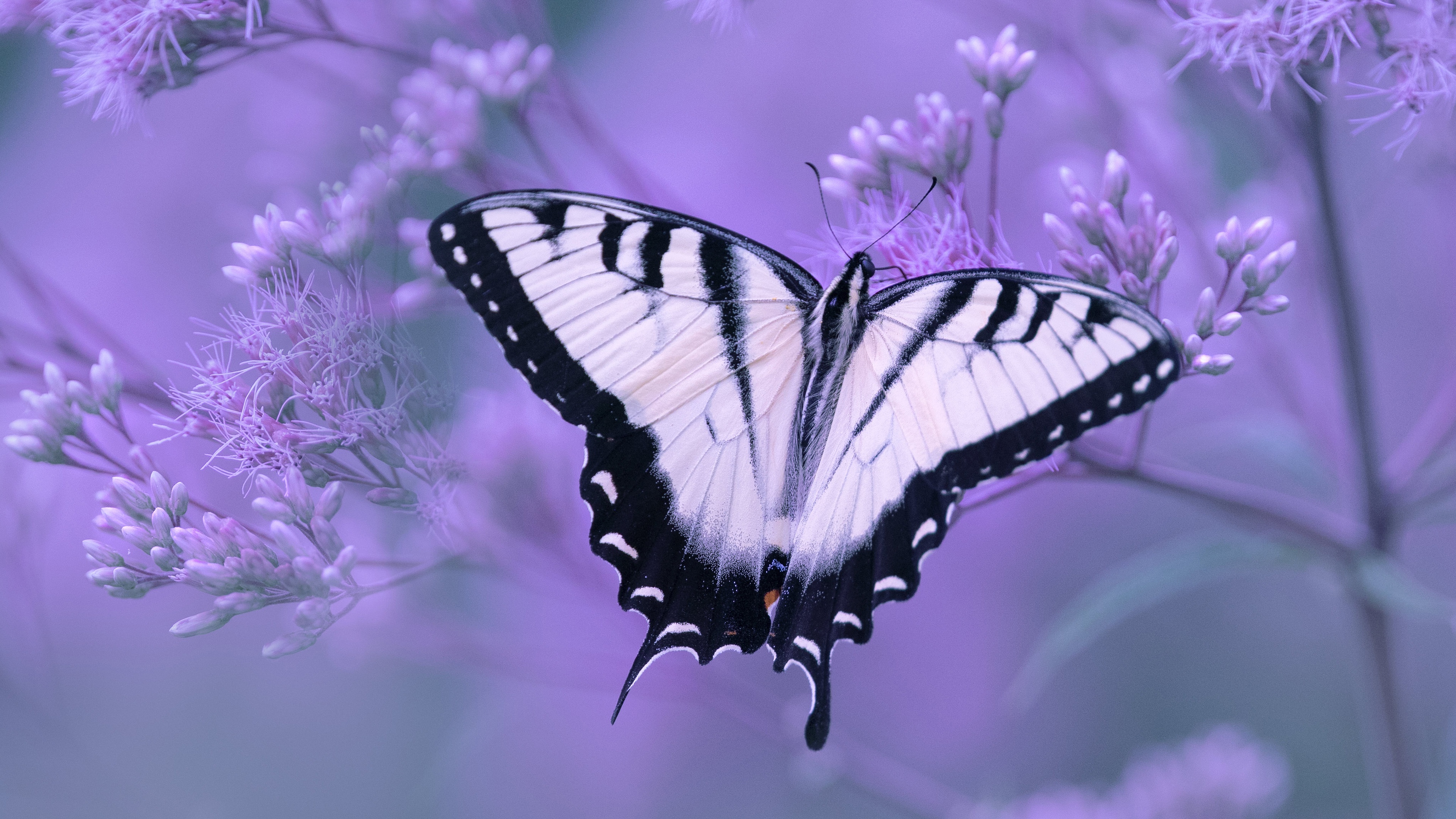 Swallowtail Butterfly Wallpapers