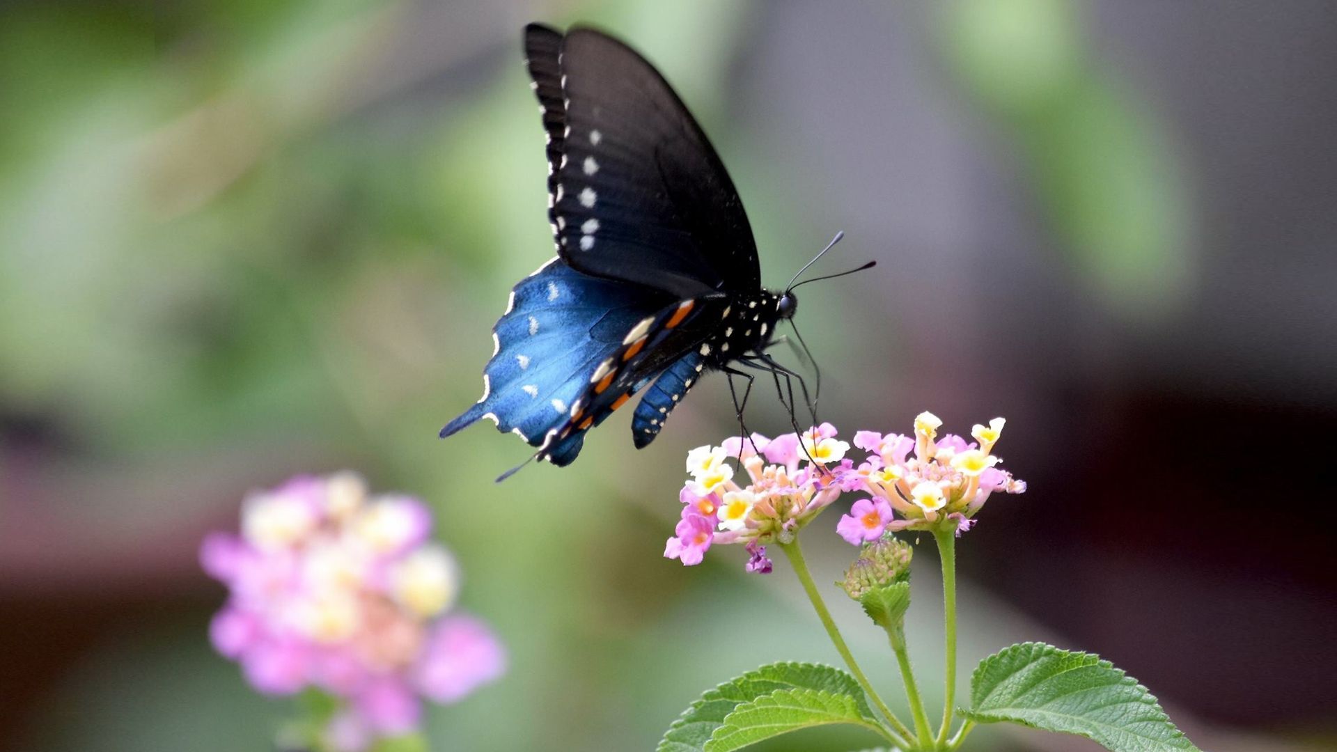 Swallowtail Butterfly Wallpapers