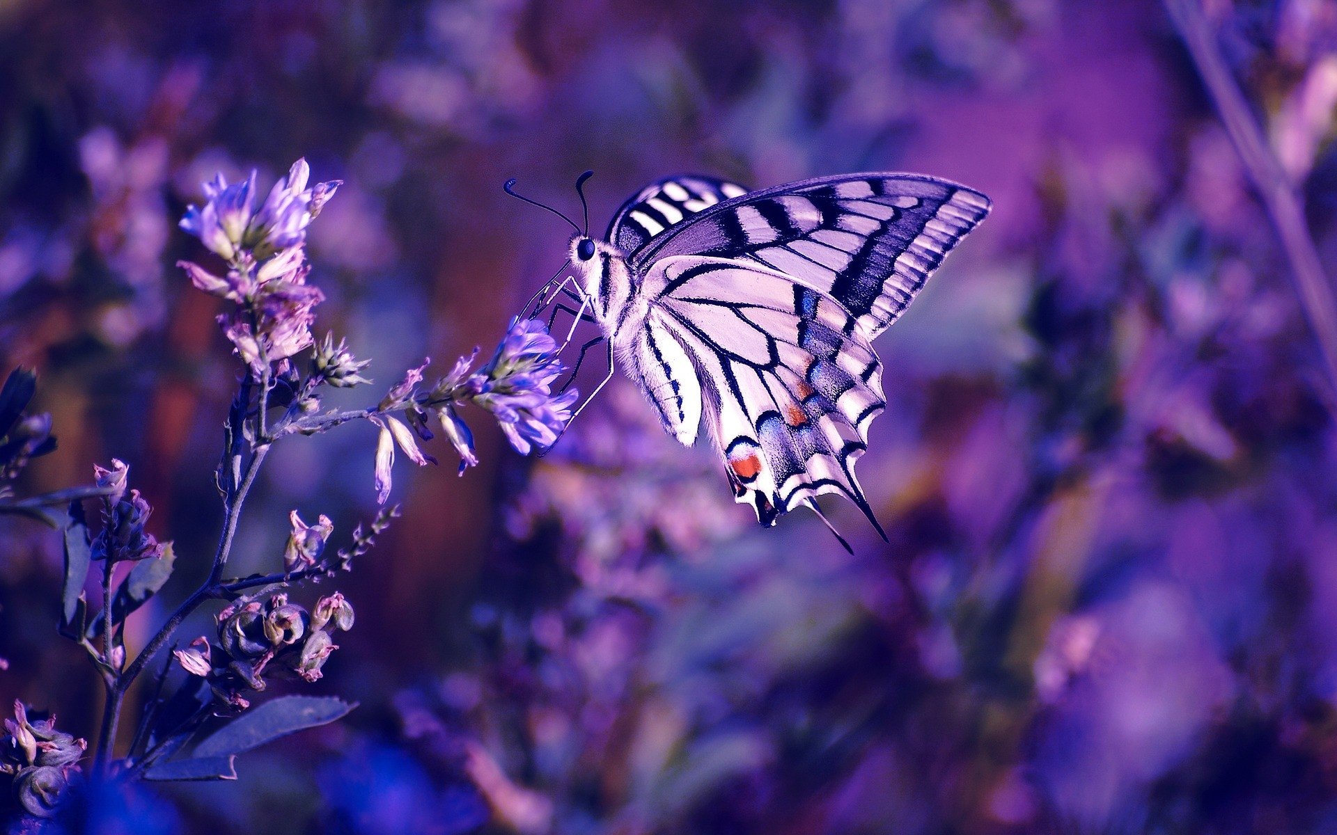 Swallowtail Butterfly Wallpapers