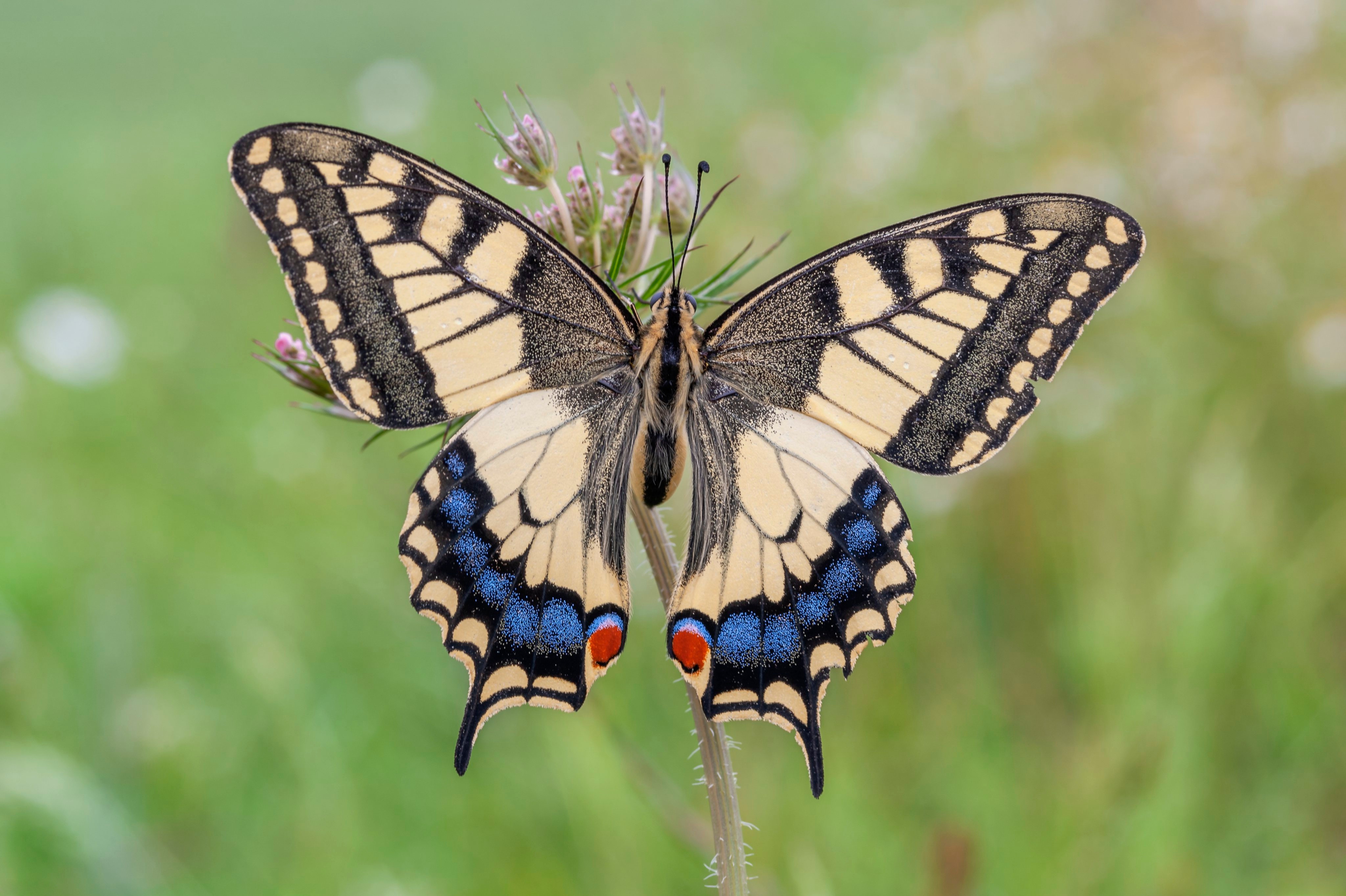 Swallowtail Butterfly Wallpapers