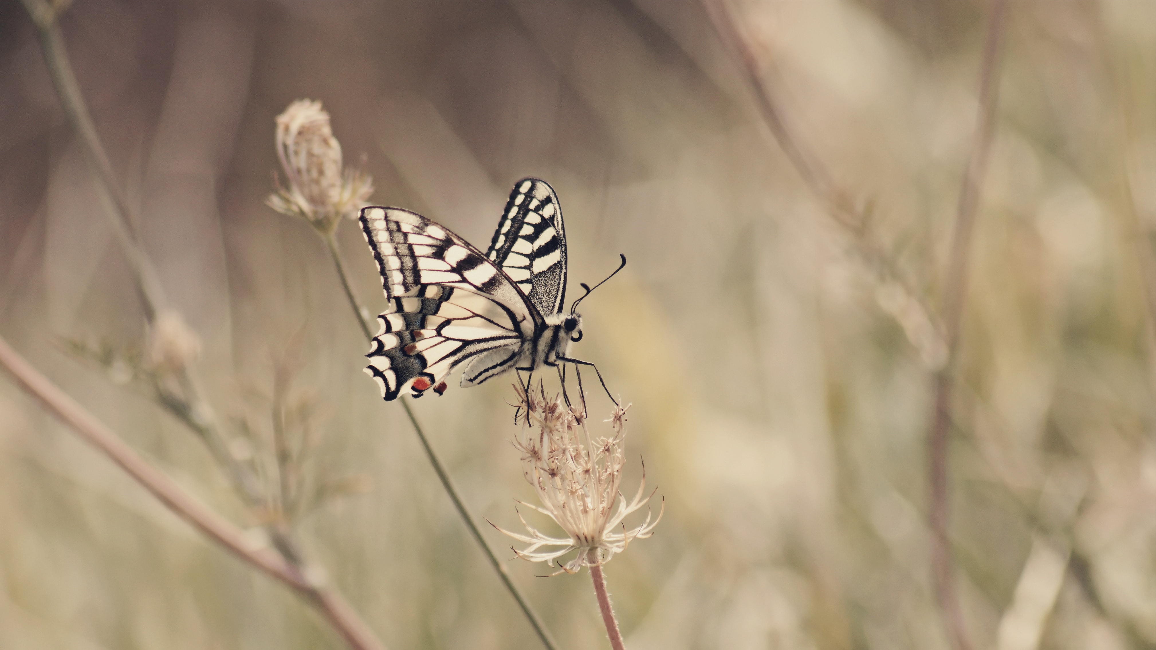 Swallowtail Butterfly Wallpapers