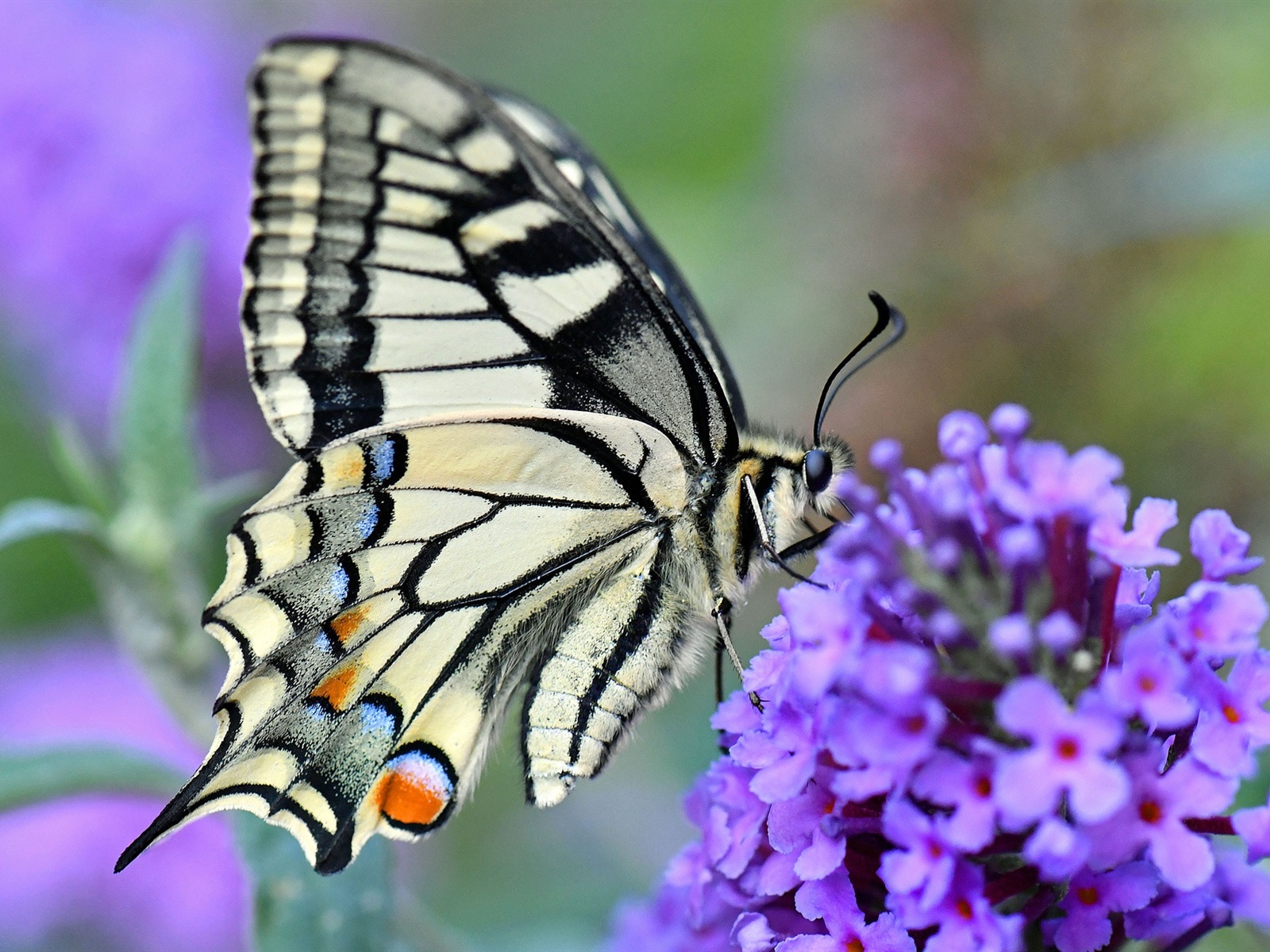 Swallowtail Butterfly Wallpapers