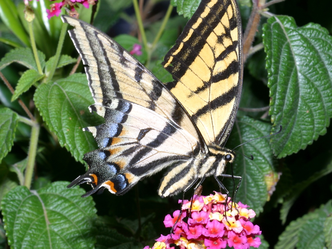 Swallowtail Butterfly Wallpapers