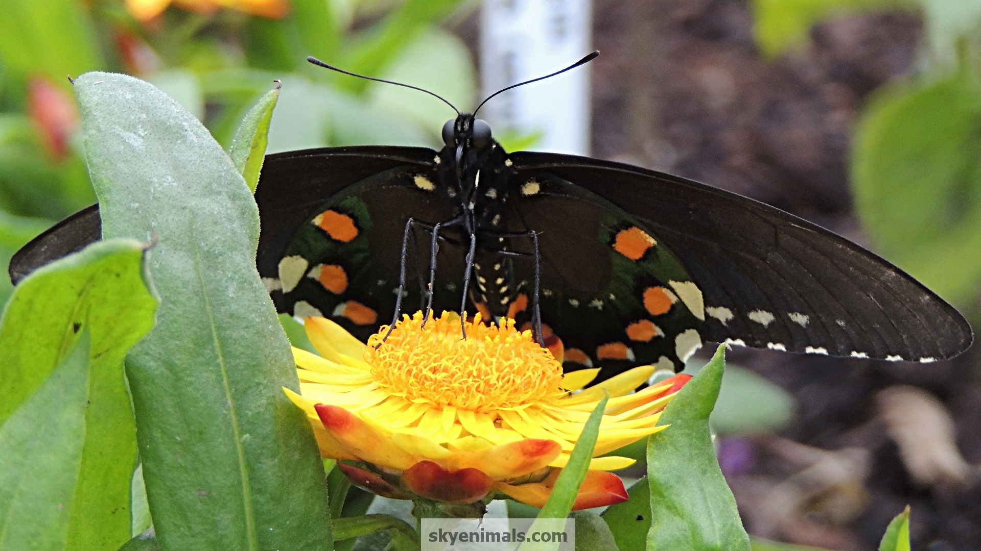 Swallowtail Butterfly Wallpapers