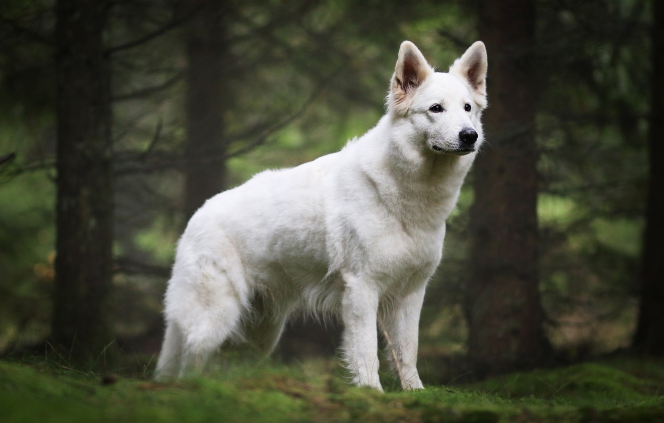 Swiss Shepherd Wallpapers