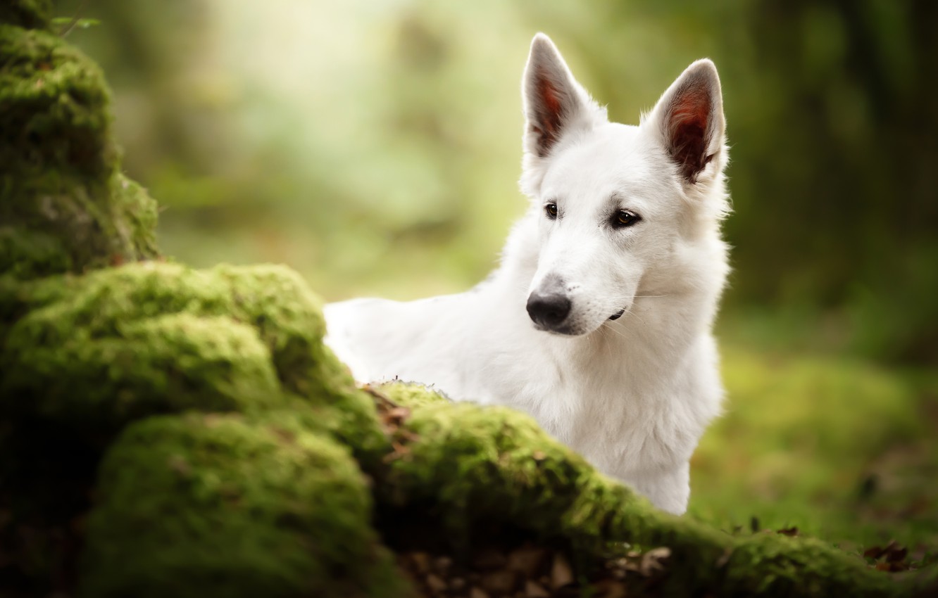 Swiss Shepherd Wallpapers