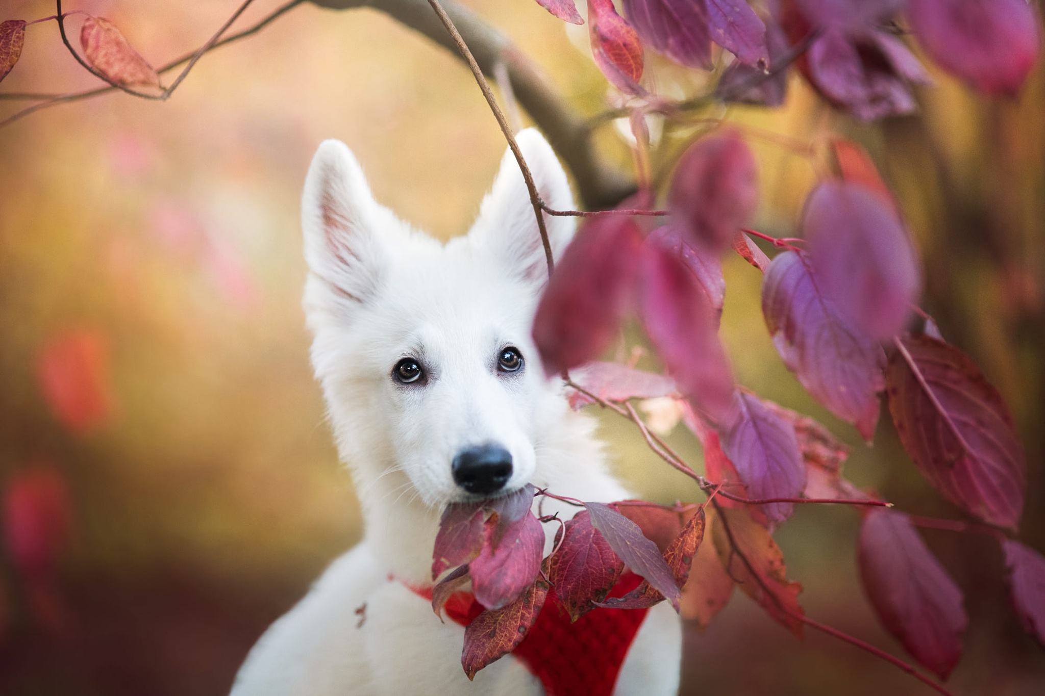 Swiss Shepherd Wallpapers