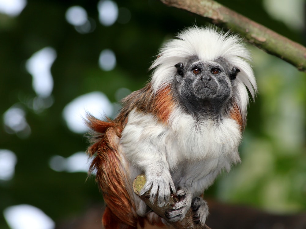 Tamarin Wallpapers