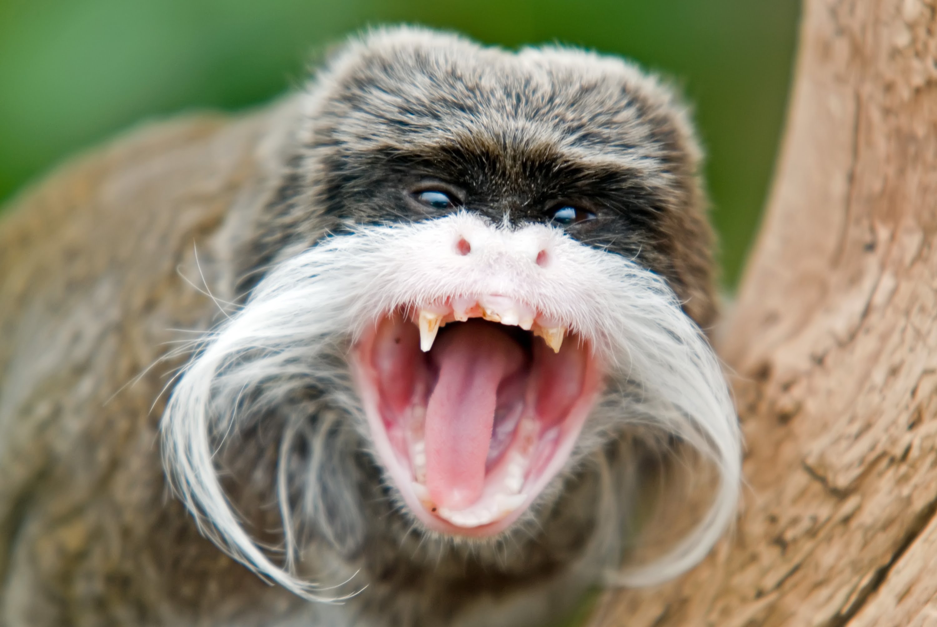 Tamarin Wallpapers