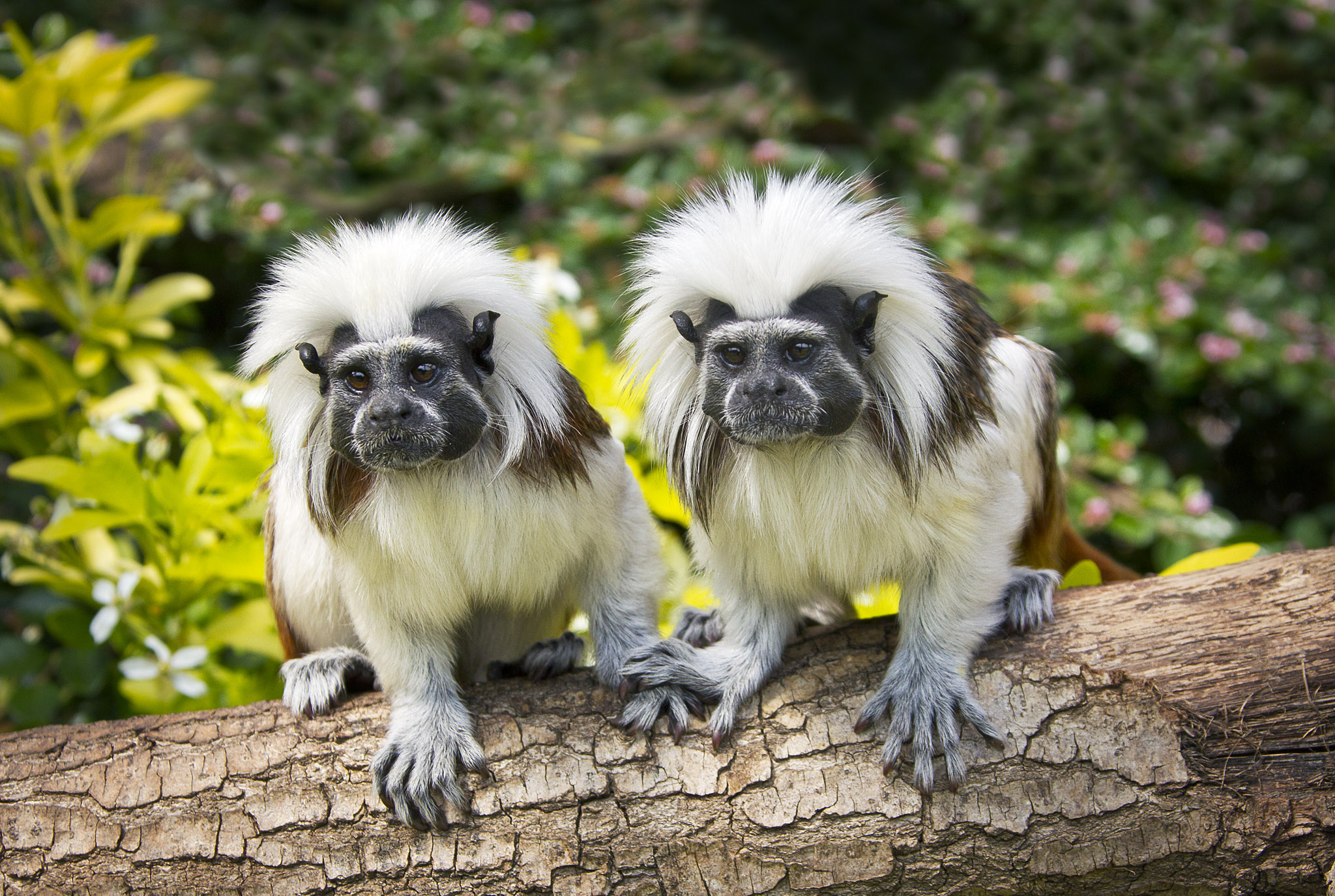 Tamarin Wallpapers