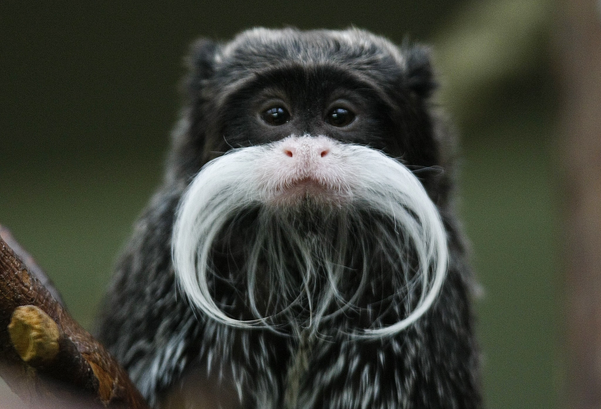 Tamarin Wallpapers