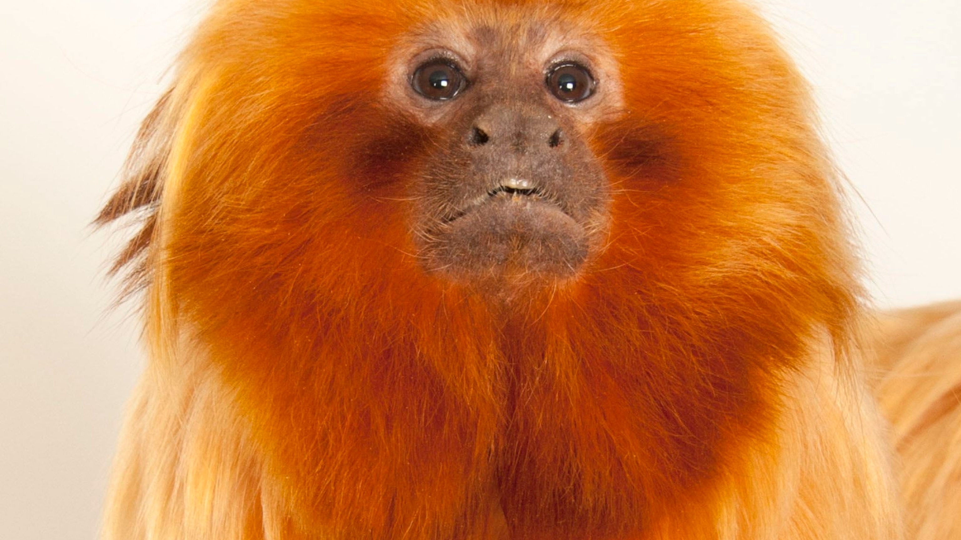 Tamarin Wallpapers