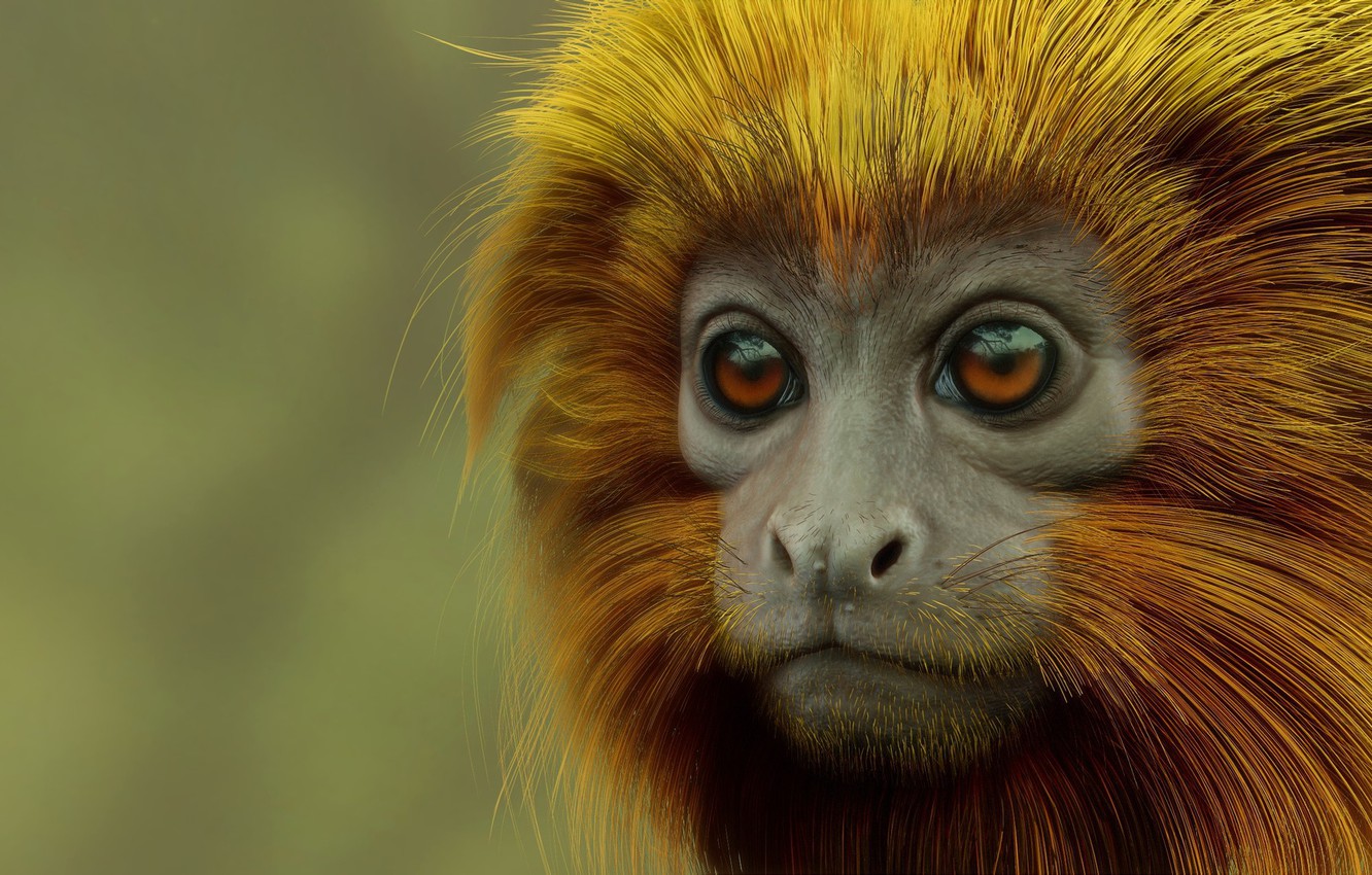 Tamarin Wallpapers