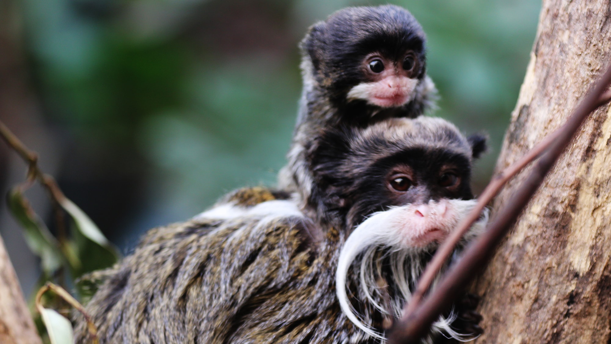 Tamarin Wallpapers