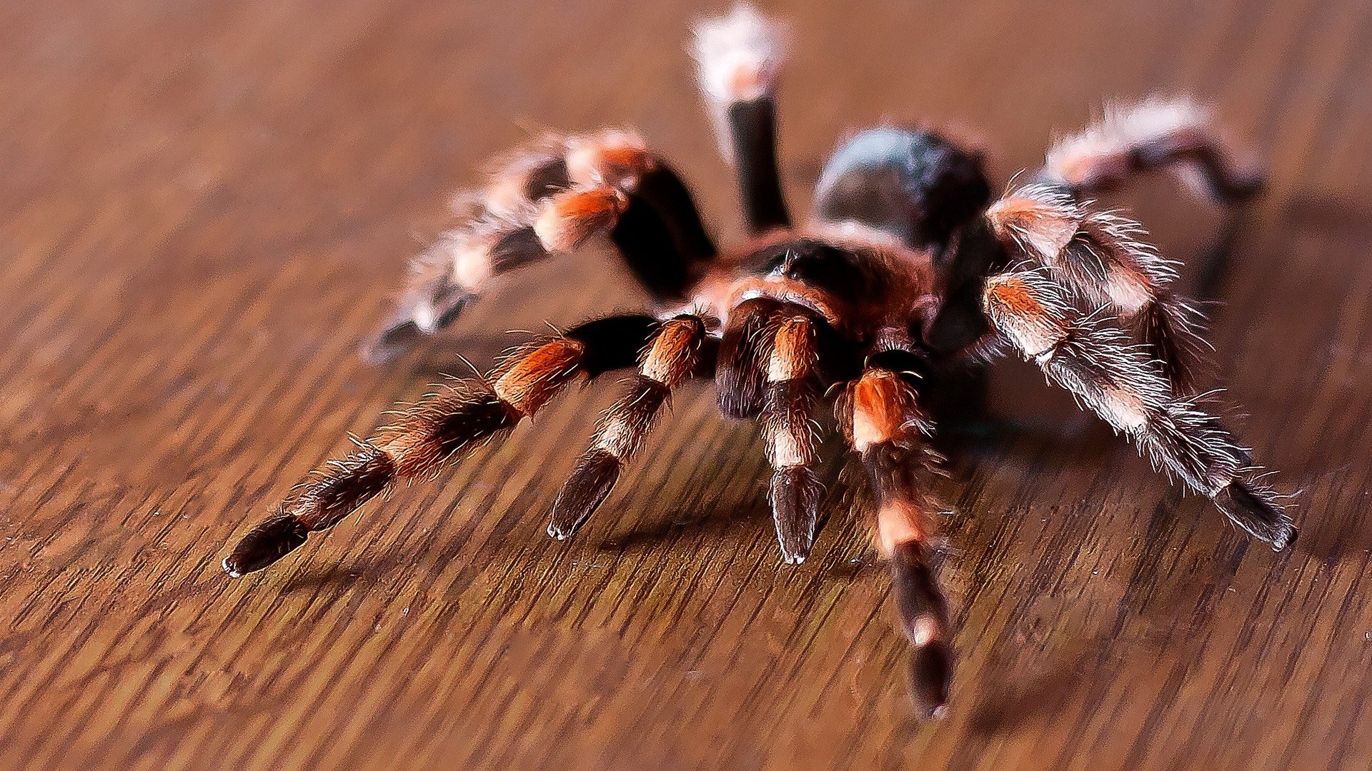 Tarantula Wallpapers