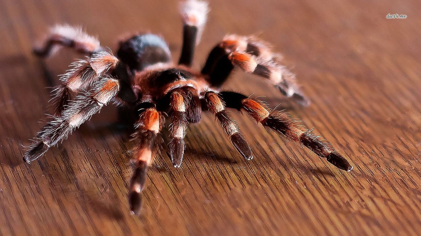 Tarantula Wallpapers