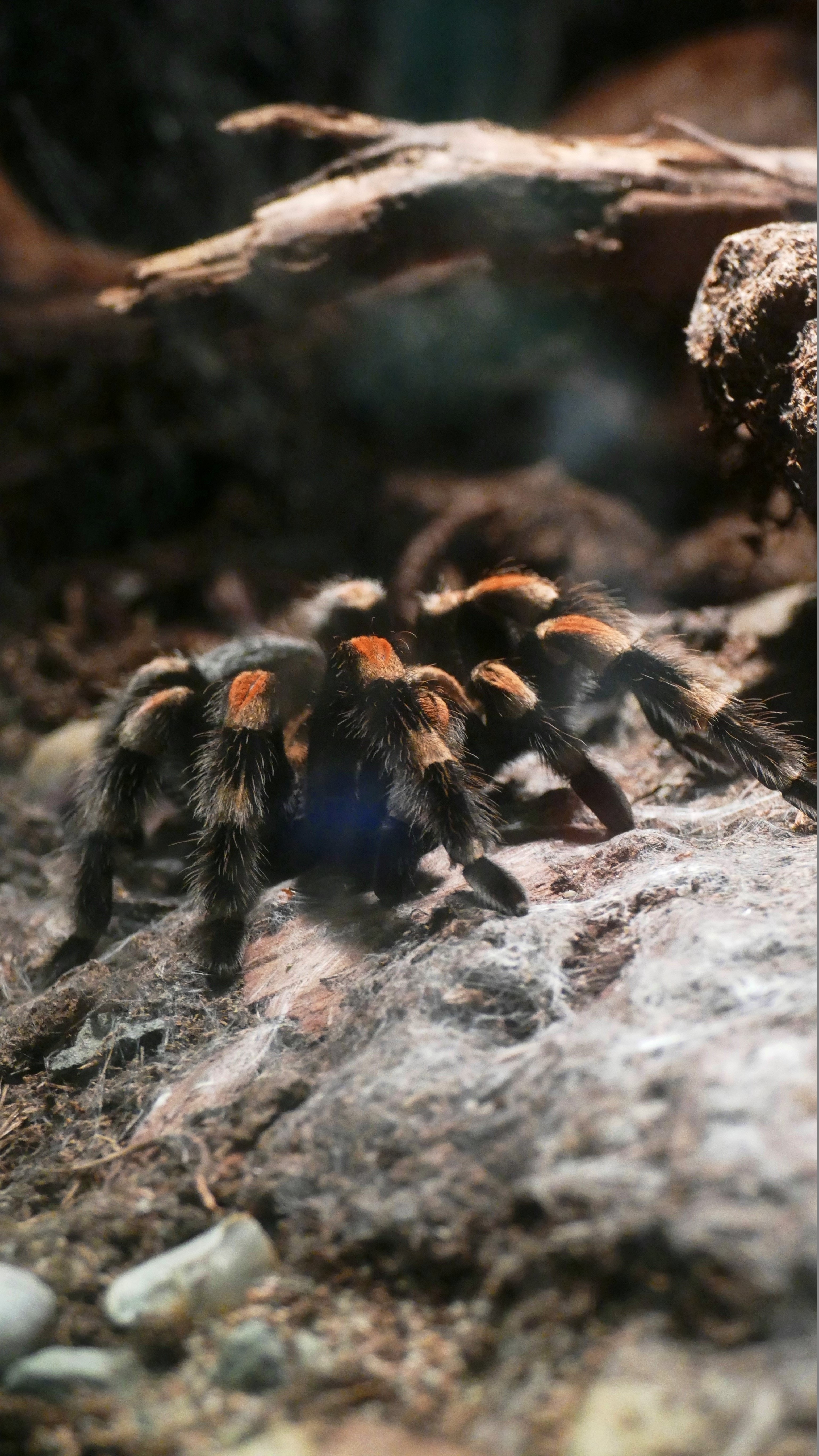 Tarantula Wallpapers