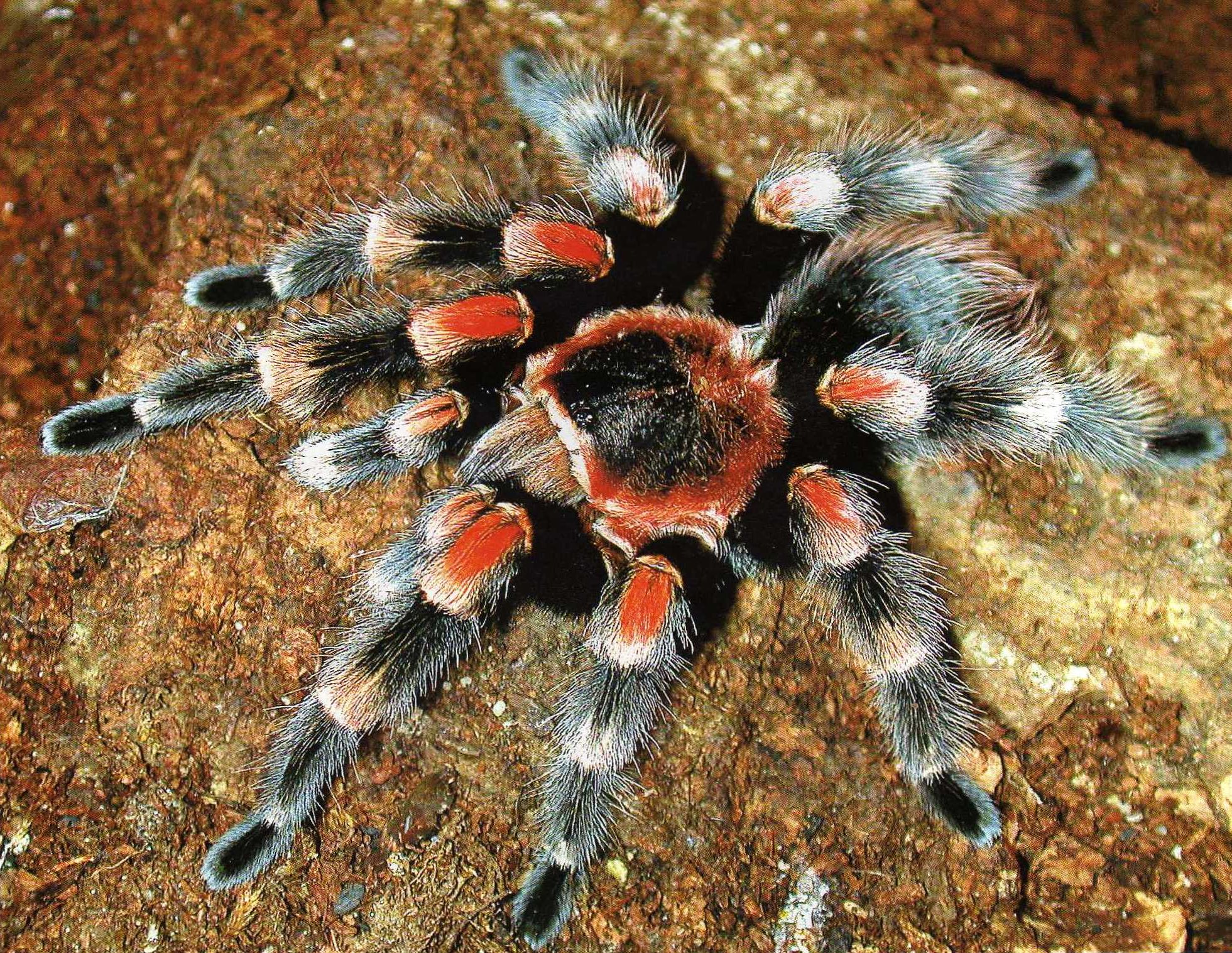 Tarantula Wallpapers